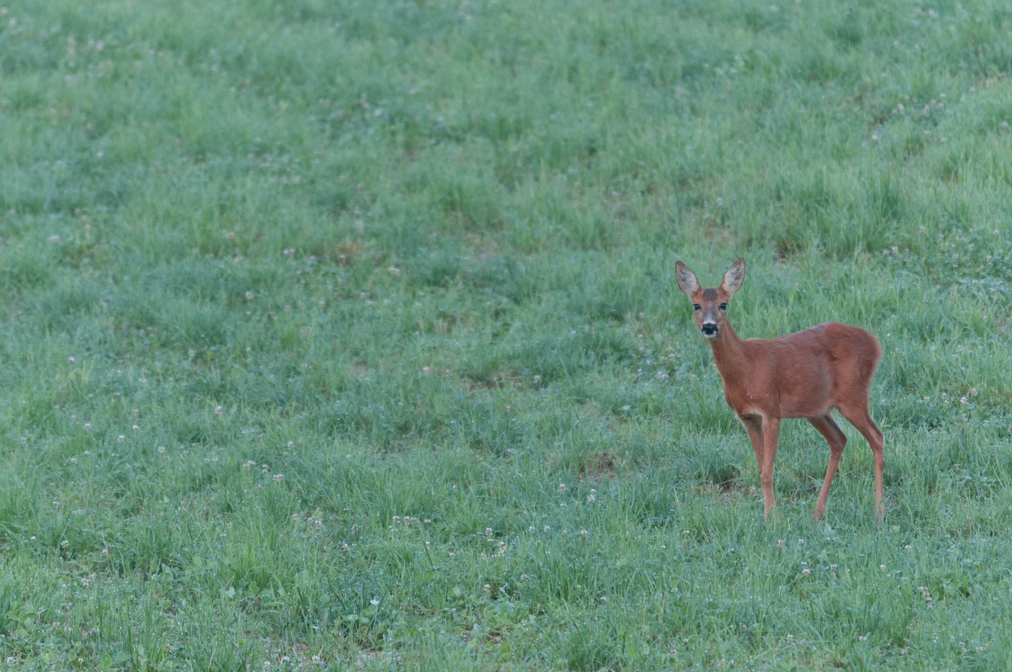 Sigma 120-400mm F4.5-5.6 DG OS HSM sample photo. Chevreuil photography