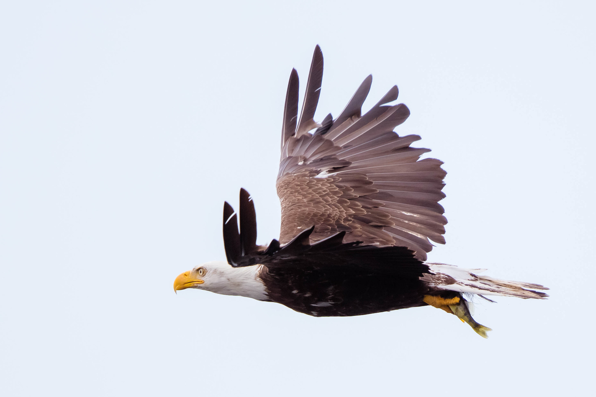Canon EF 500mm F4L IS II USM sample photo. Today's catch photography