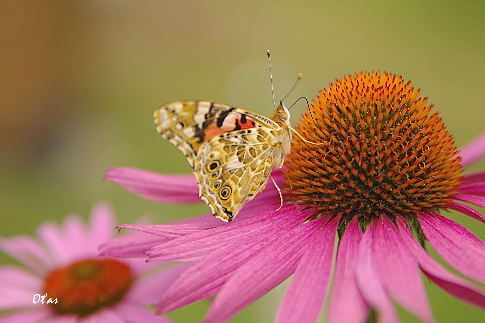 Pentax K-1 sample photo. Butterfly iii photography