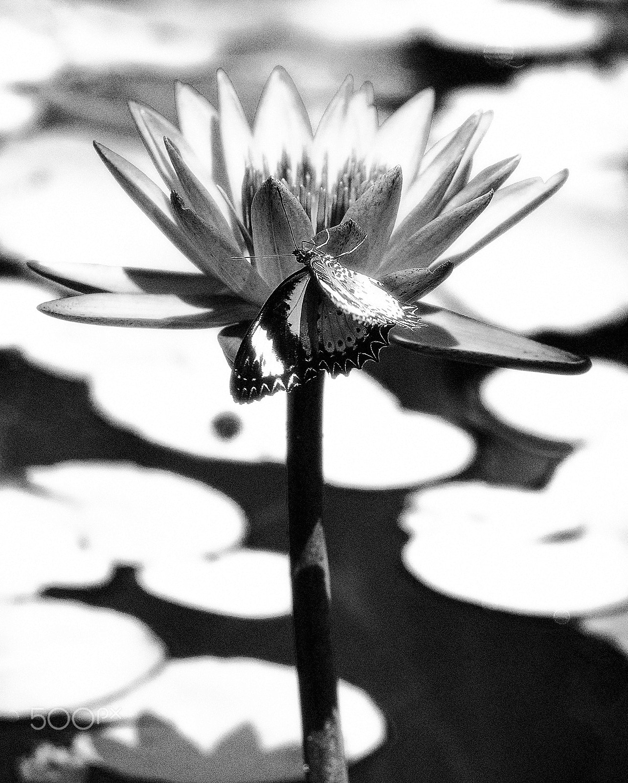 Olympus PEN E-PL7 + Olympus M.Zuiko Digital ED 40-150mm F4-5.6 R sample photo. Butterfly on lotus photography