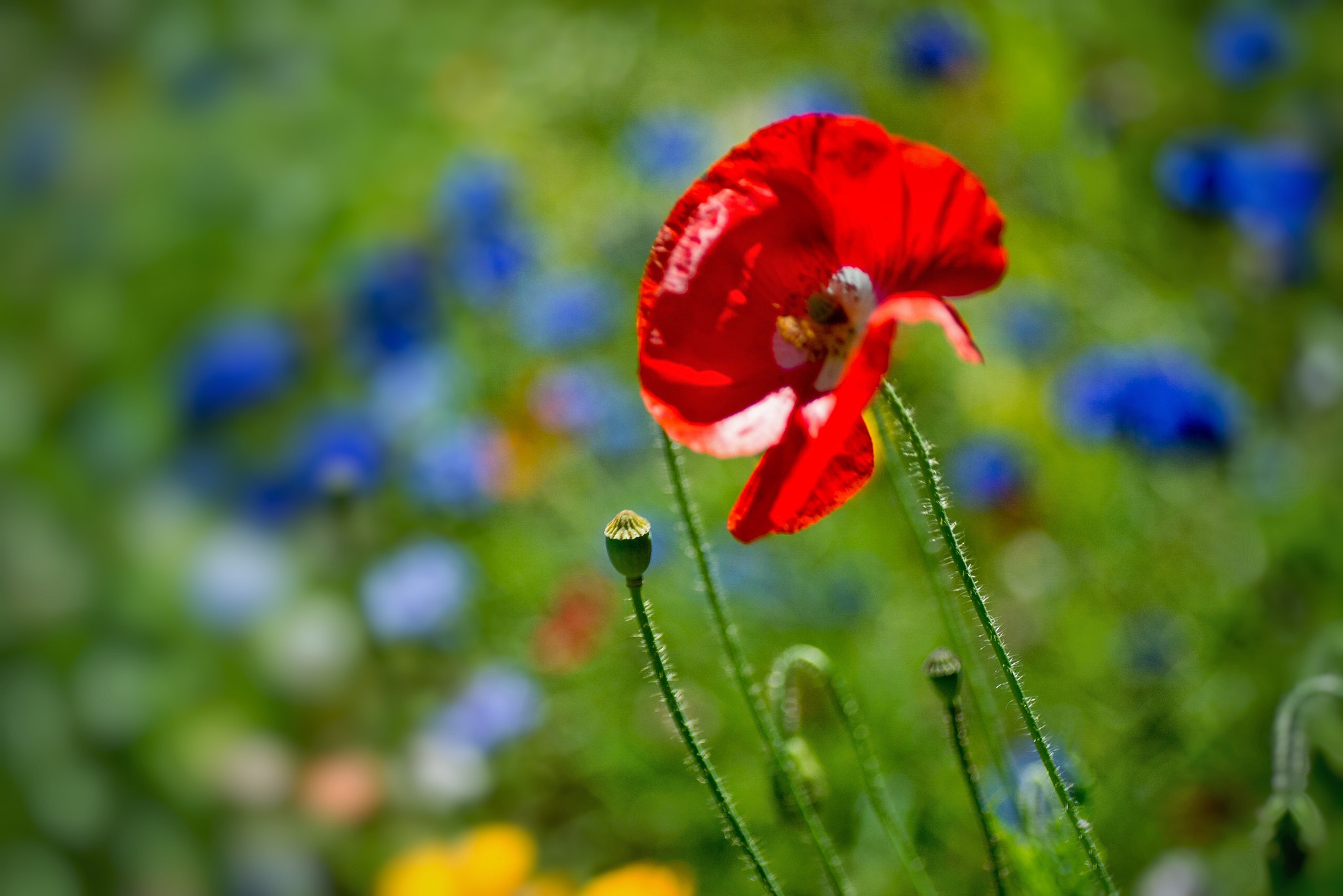 Tamron SP 90mm F2.8 Di VC USD 1:1 Macro sample photo. Wild flowers photography