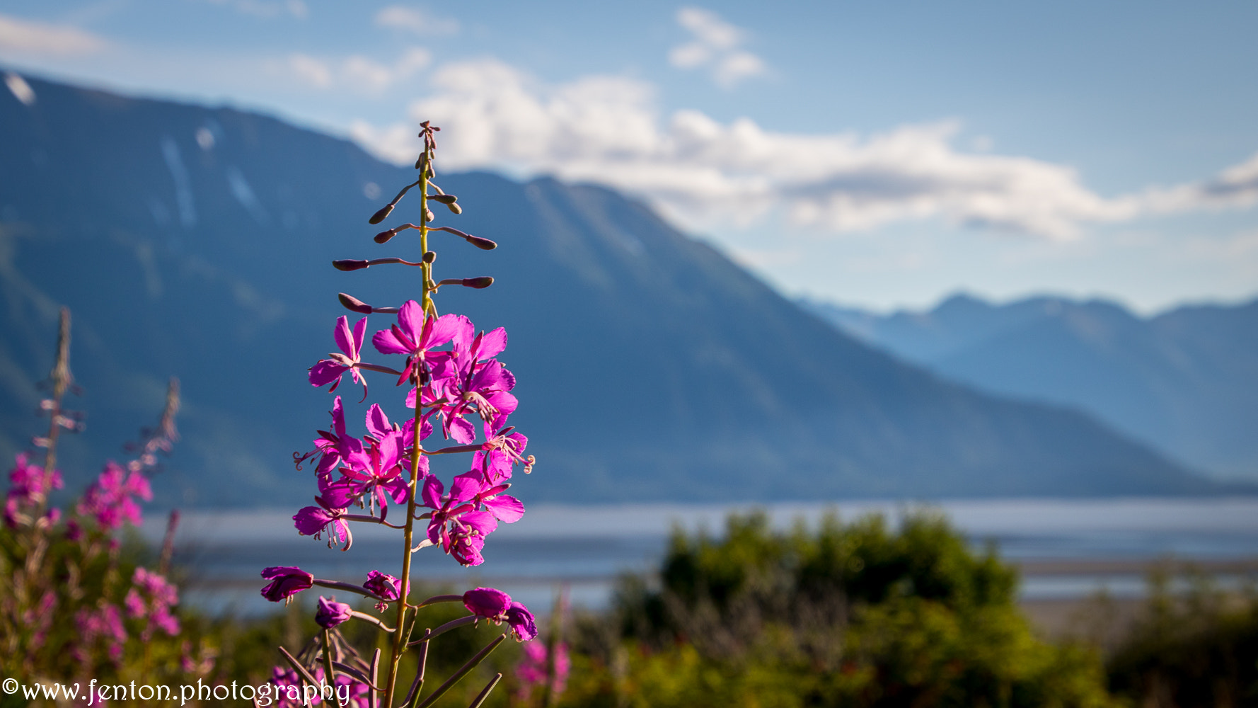 Canon EOS 760D (EOS Rebel T6s / EOS 8000D) sample photo. Fireweed in summer photography