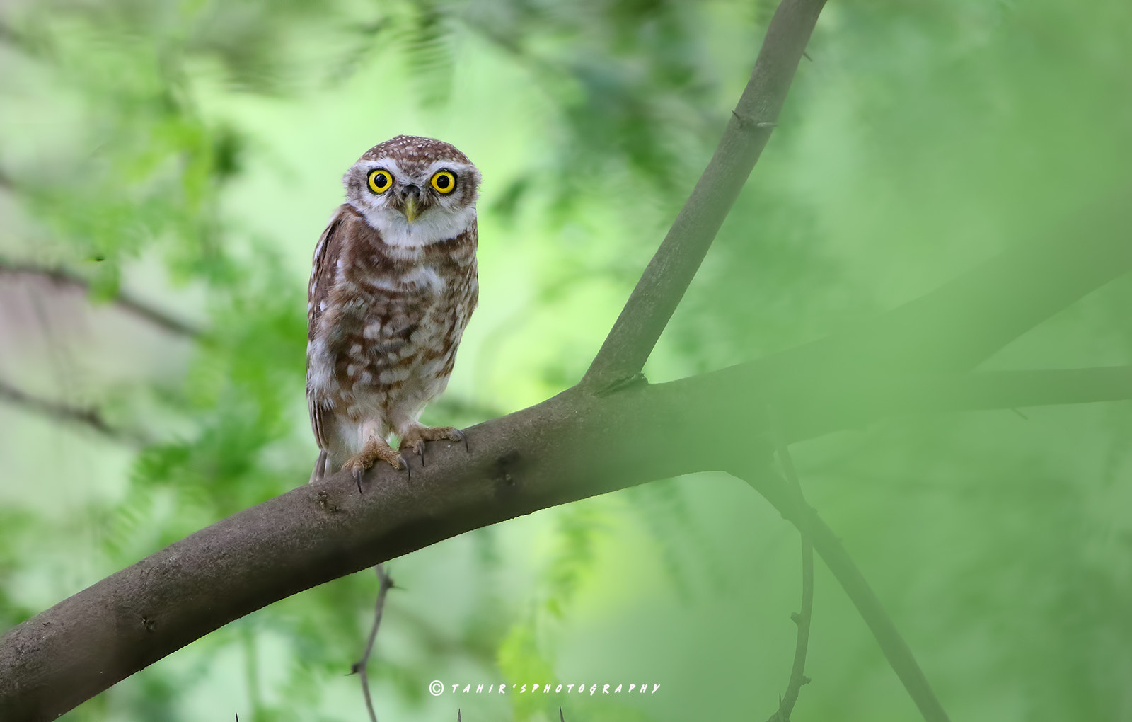 Canon EOS 7D Mark II + Canon EF 400mm F5.6L USM sample photo. Spotted owlet photography