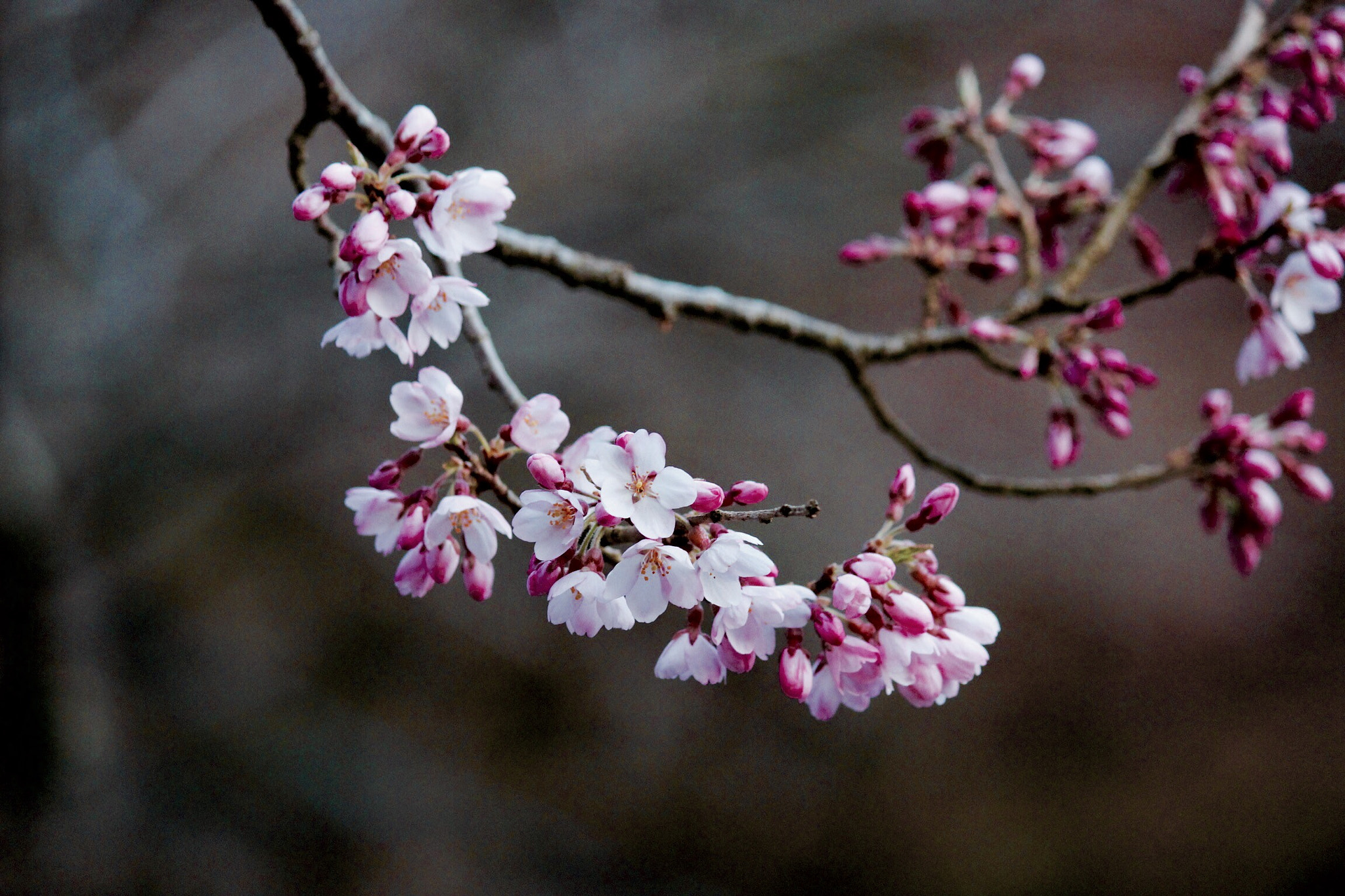 Canon EOS 600D (Rebel EOS T3i / EOS Kiss X5) sample photo. Sakura japan photography