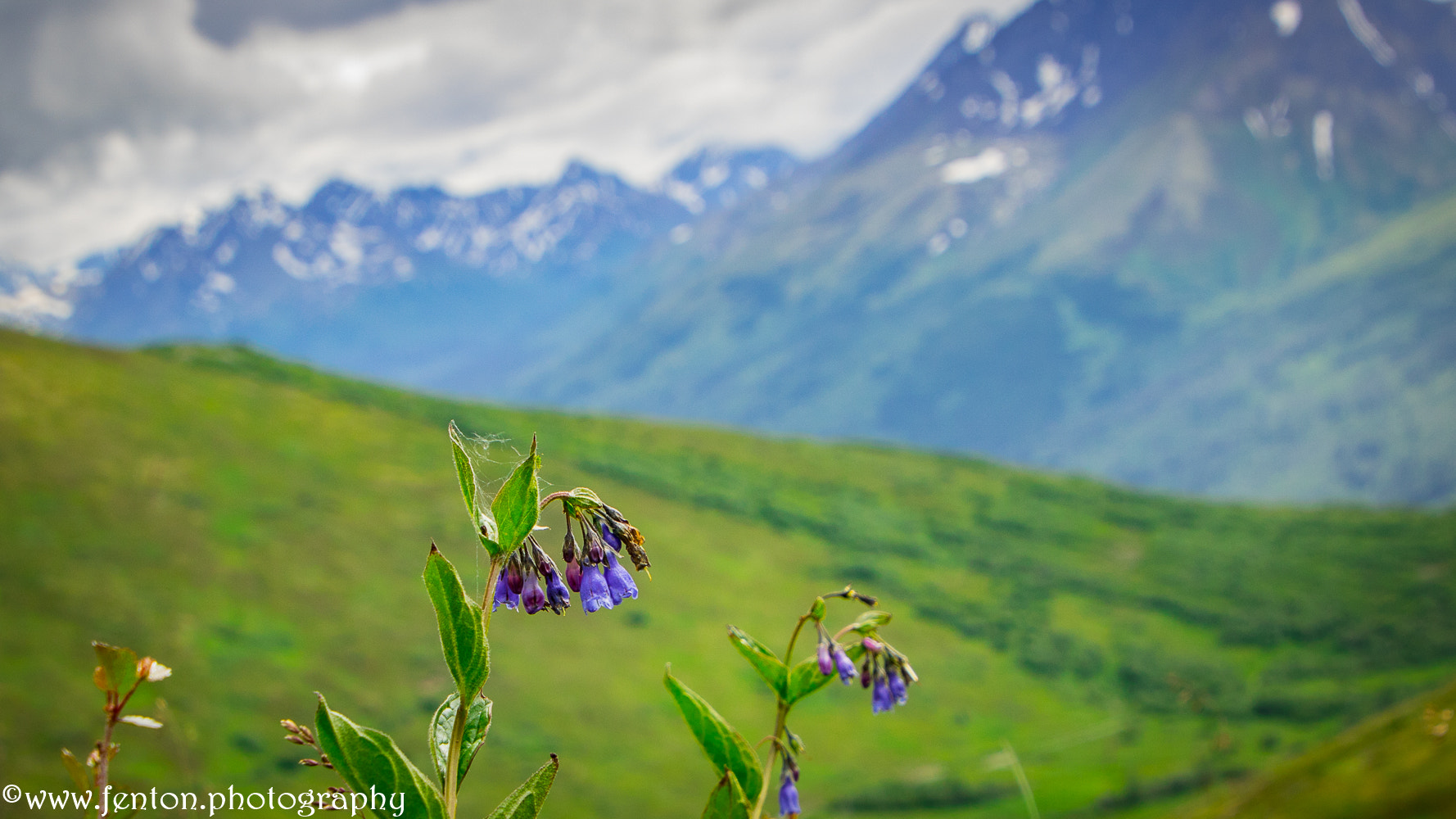 Canon EOS 760D (EOS Rebel T6s / EOS 8000D) sample photo. Bluebells at arctic valley photography