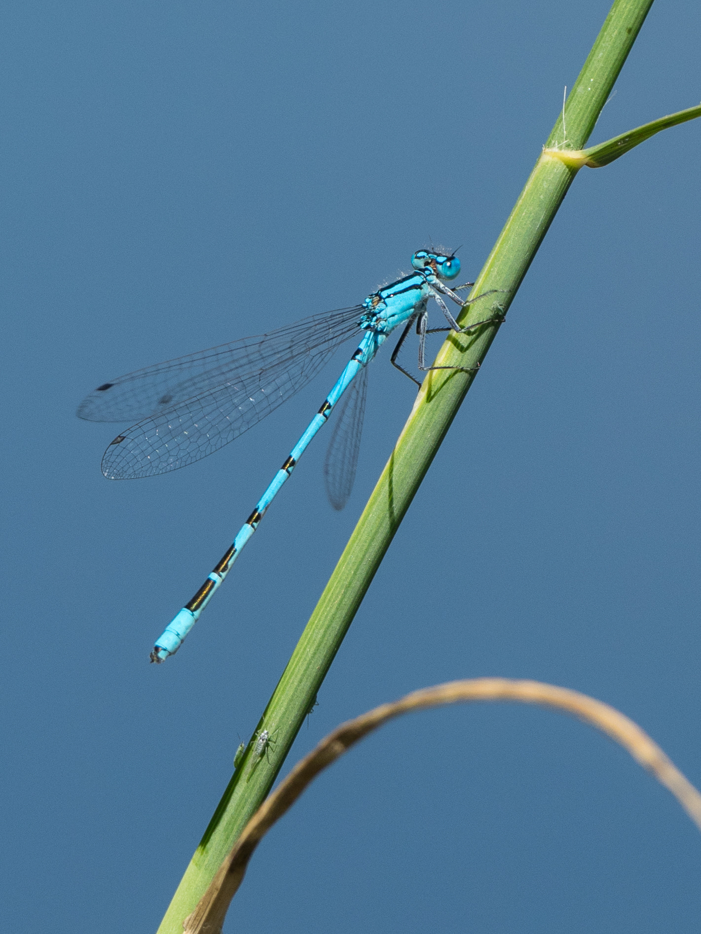 Olympus OM-D E-M1 + M.300mm F4.0 + MC-14 sample photo. Libelle #2 photography