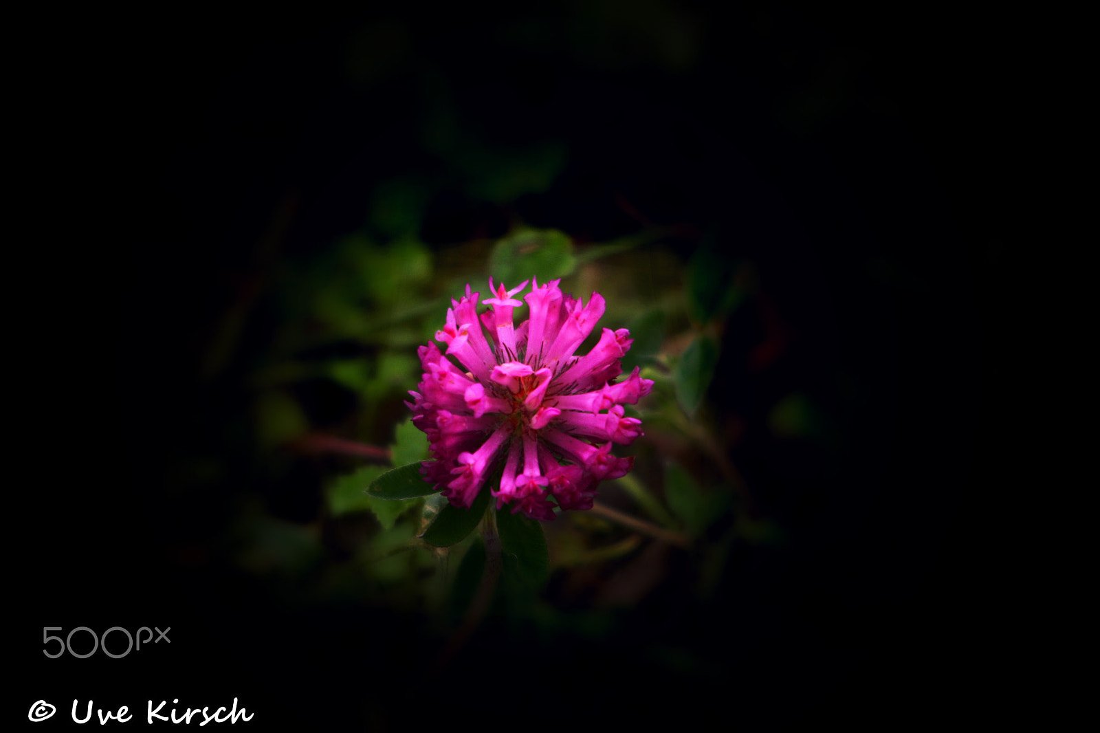 Sigma 150-500mm F5-6.3 DG OS HSM sample photo. Purple clover photography