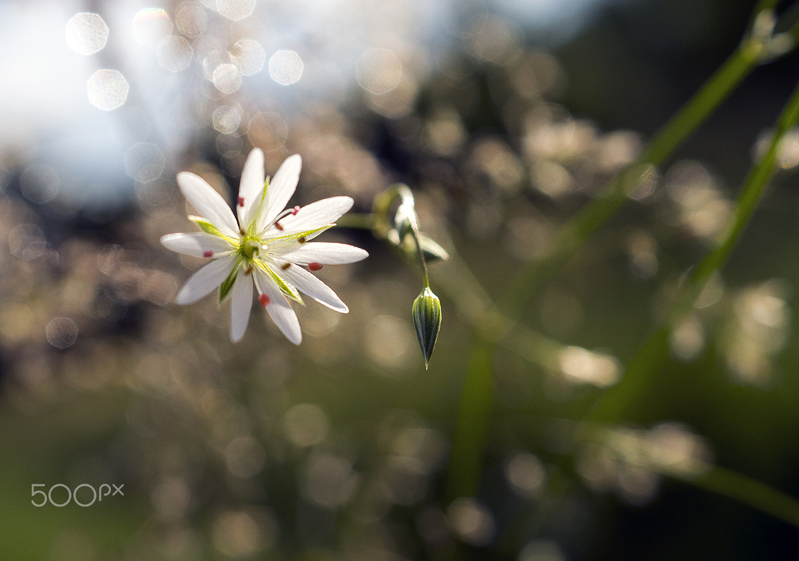 Sony DT 30mm F2.8 Macro SAM sample photo. *** photography