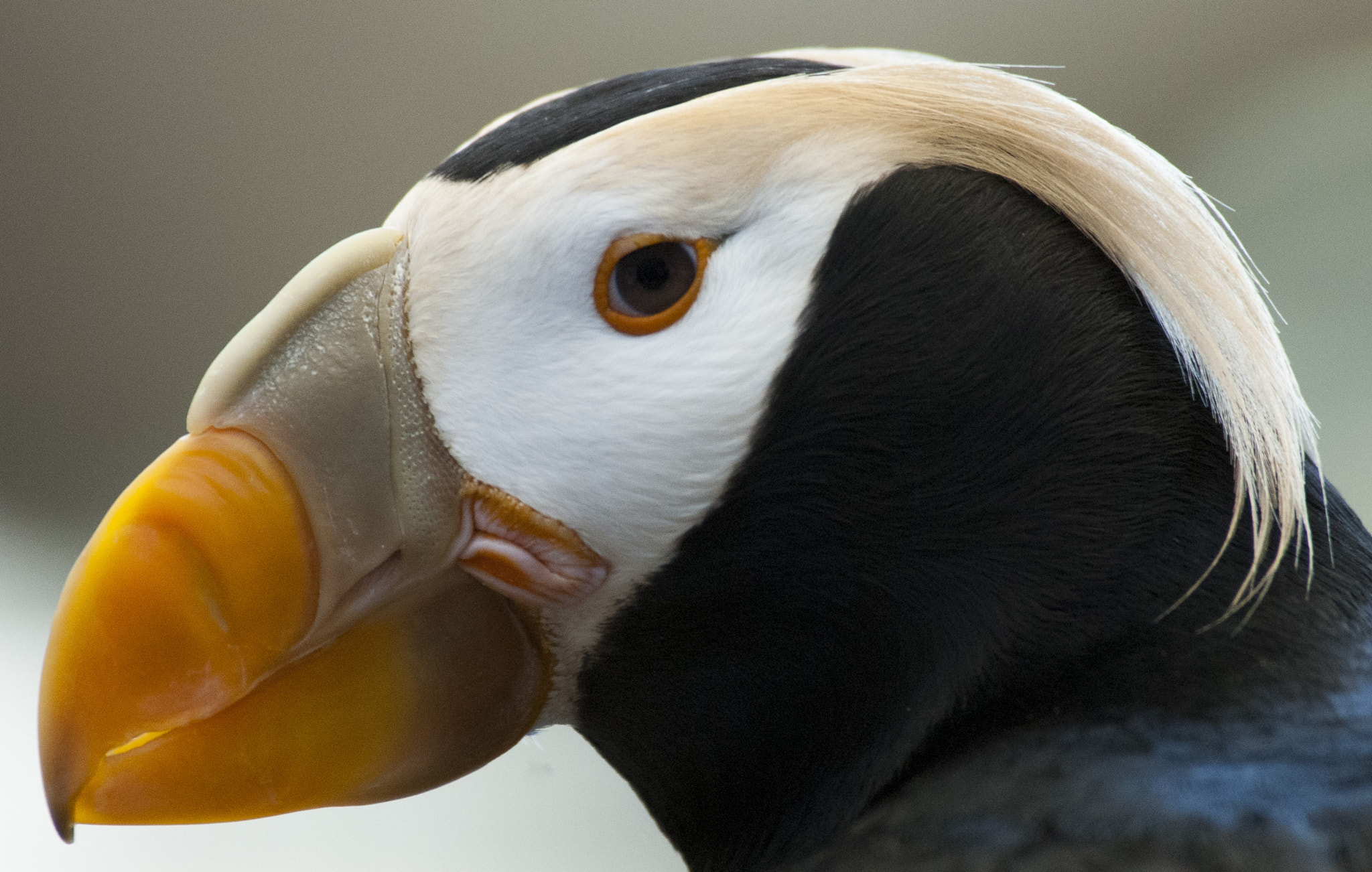 Nikon D200 sample photo. Tuftedpuffin photography