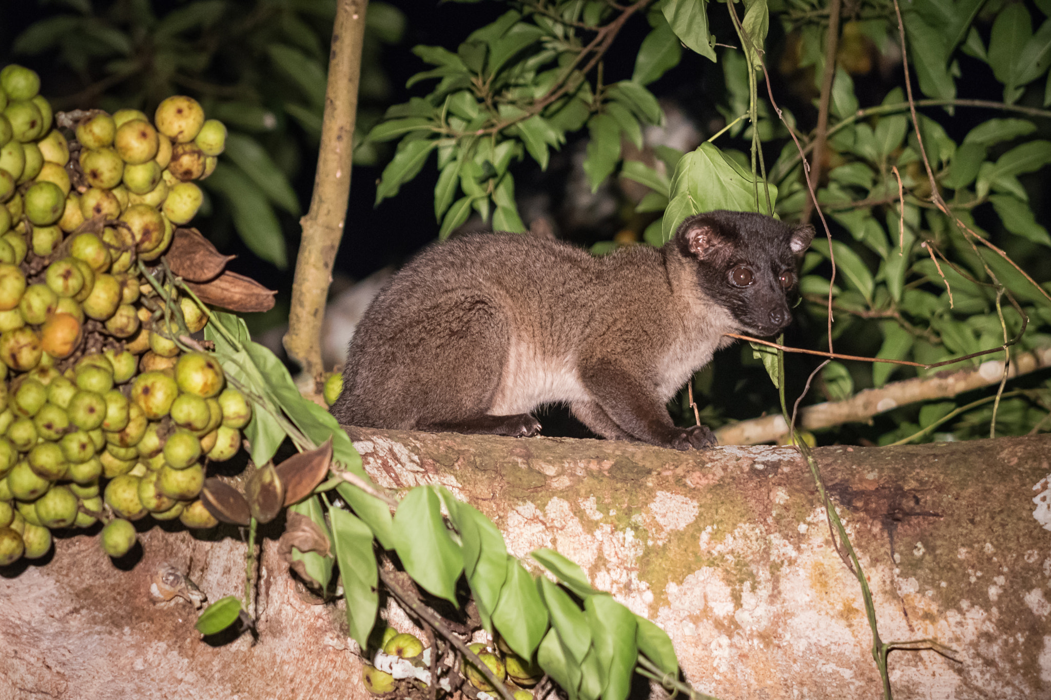 Nikon D500 sample photo. Small-toothed palm civet photography