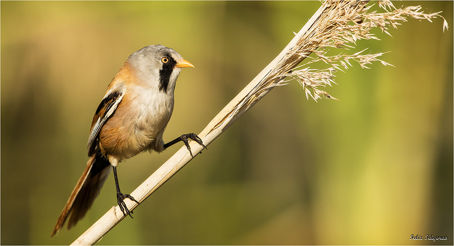 Canon EOS 5DS R + Canon EF 500mm F4L IS USM sample photo. Bigotudo photography