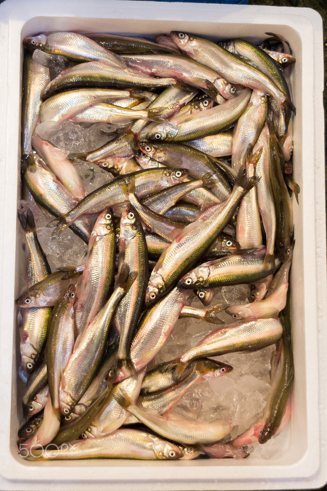 Nikon D600 sample photo. Tsukiji fish market photography