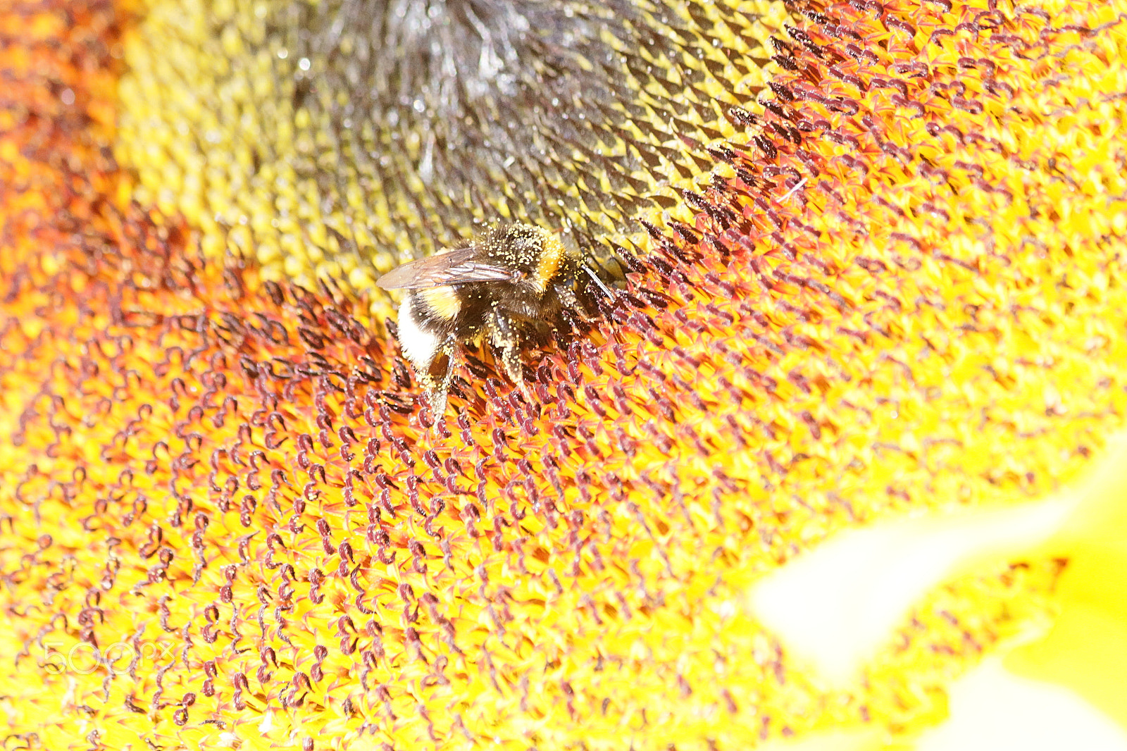 Canon EF-S 55-250mm F4-5.6 IS sample photo. Color,structure, nature photography