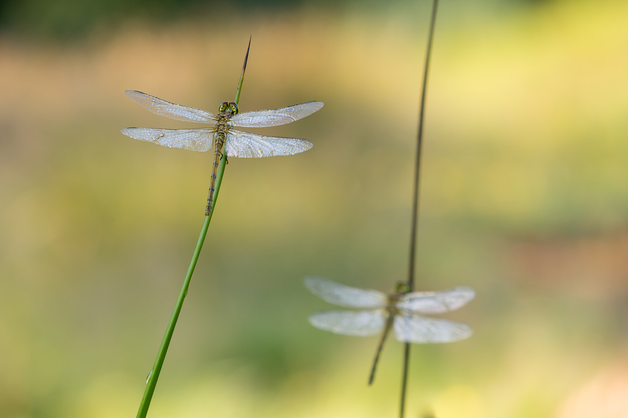 Nikon AF-S DX Micro-Nikkor 85mm F3.5G ED VR sample photo. Dragonfly's photography