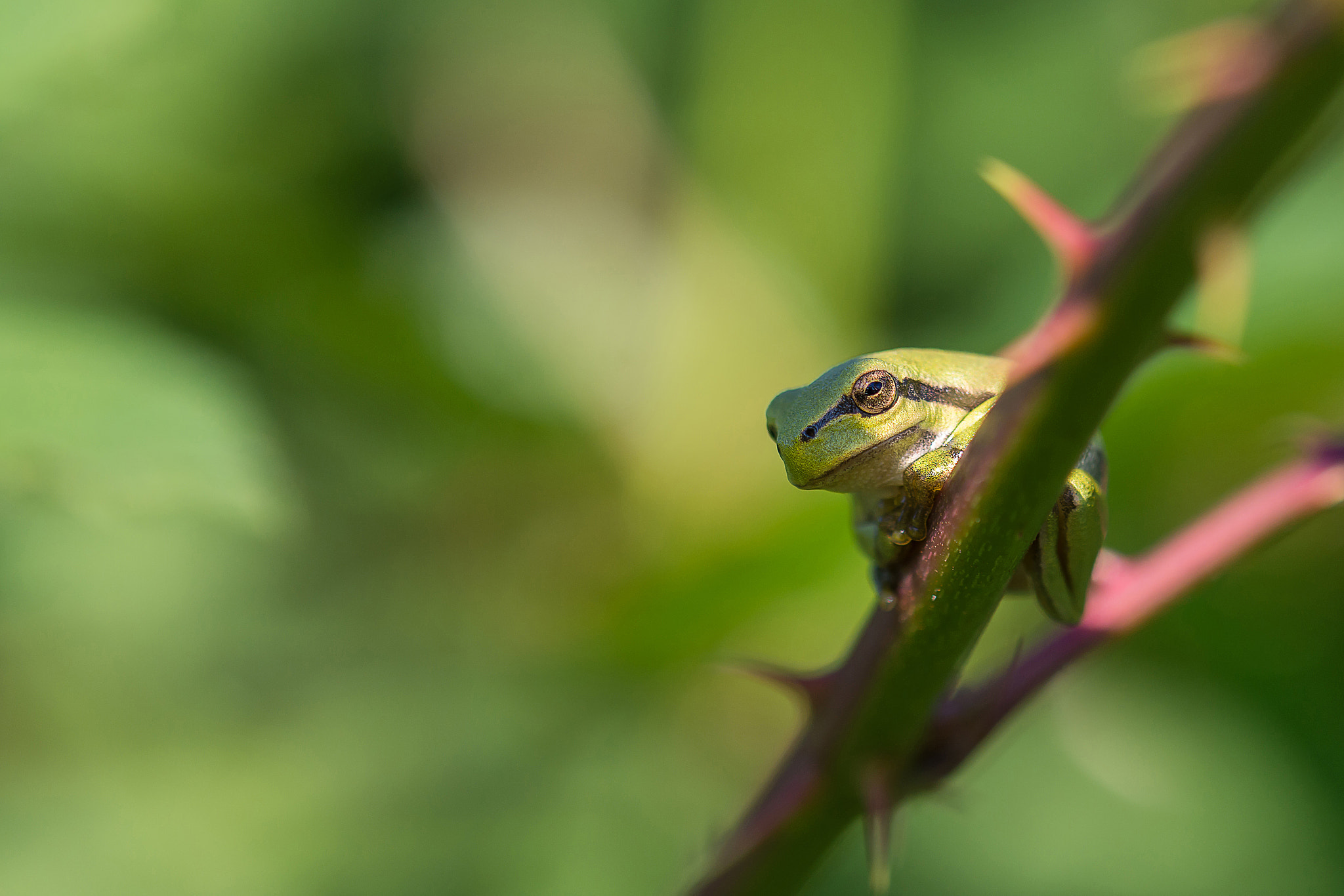 Nikon AF-S DX Micro-Nikkor 85mm F3.5G ED VR sample photo. Treefrog photography
