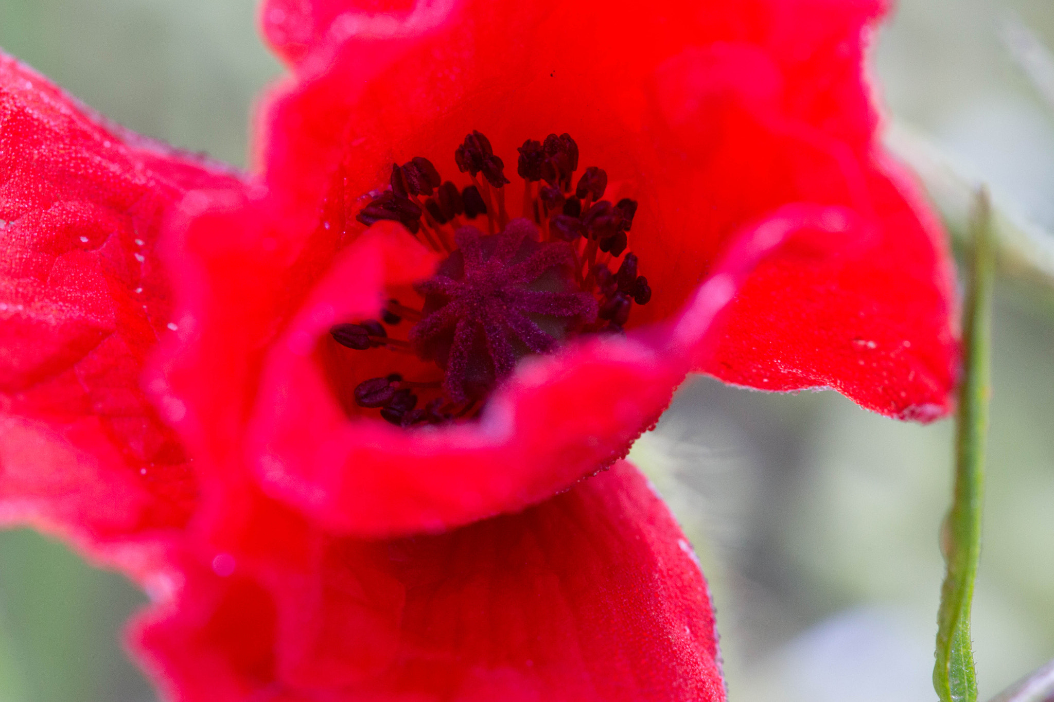 Canon EOS 100D (EOS Rebel SL1 / EOS Kiss X7) + Canon EF 100mm F2.8L Macro IS USM sample photo. Red poppy photography