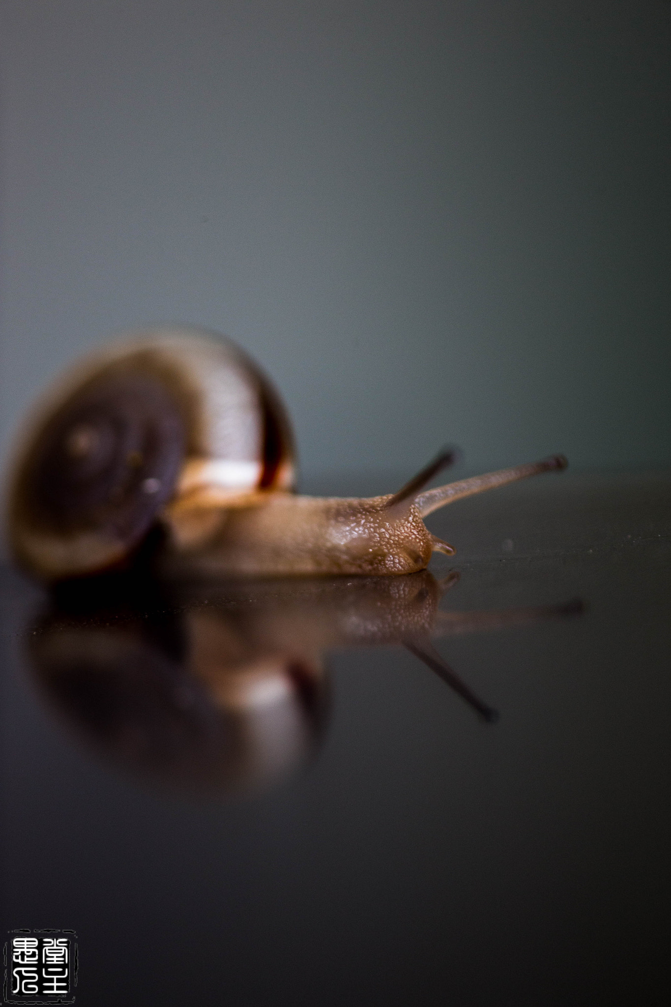 Canon EF 180mm F3.5L Macro USM sample photo. 033.jpg photography