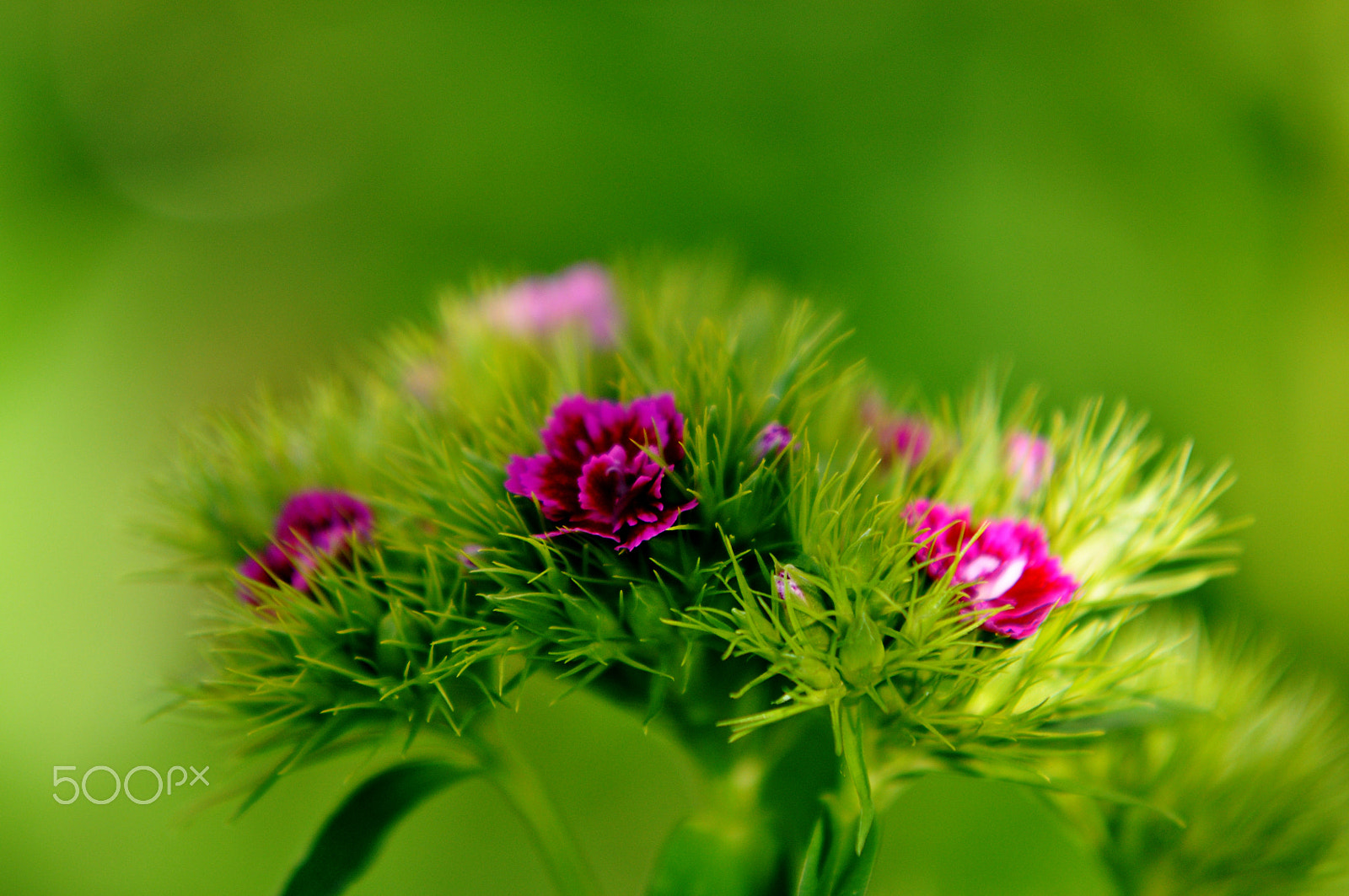 Sigma 70-200mm F2.8 EX DG Macro HSM II sample photo. Flower2 photography