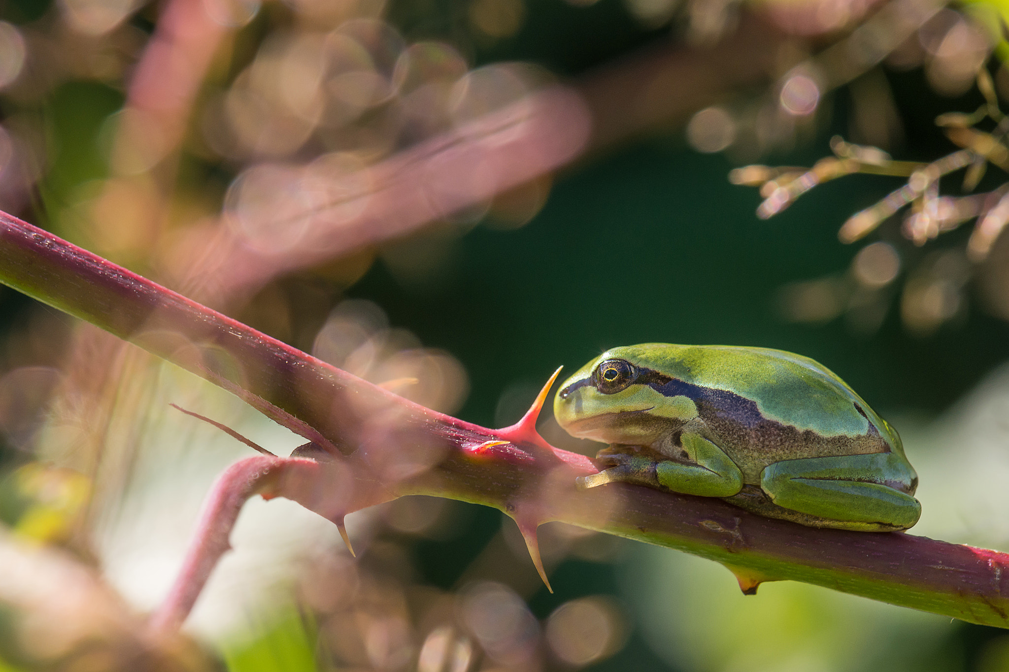 Nikon AF-S DX Micro-Nikkor 85mm F3.5G ED VR sample photo. Treefrog photography