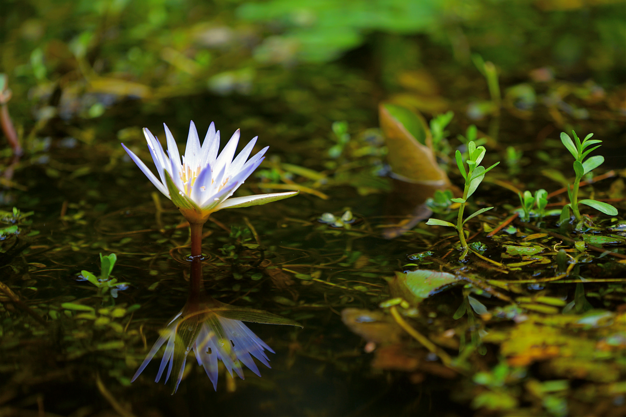 Sony FE 70-200mm F4 G OSS sample photo. Lotus photography