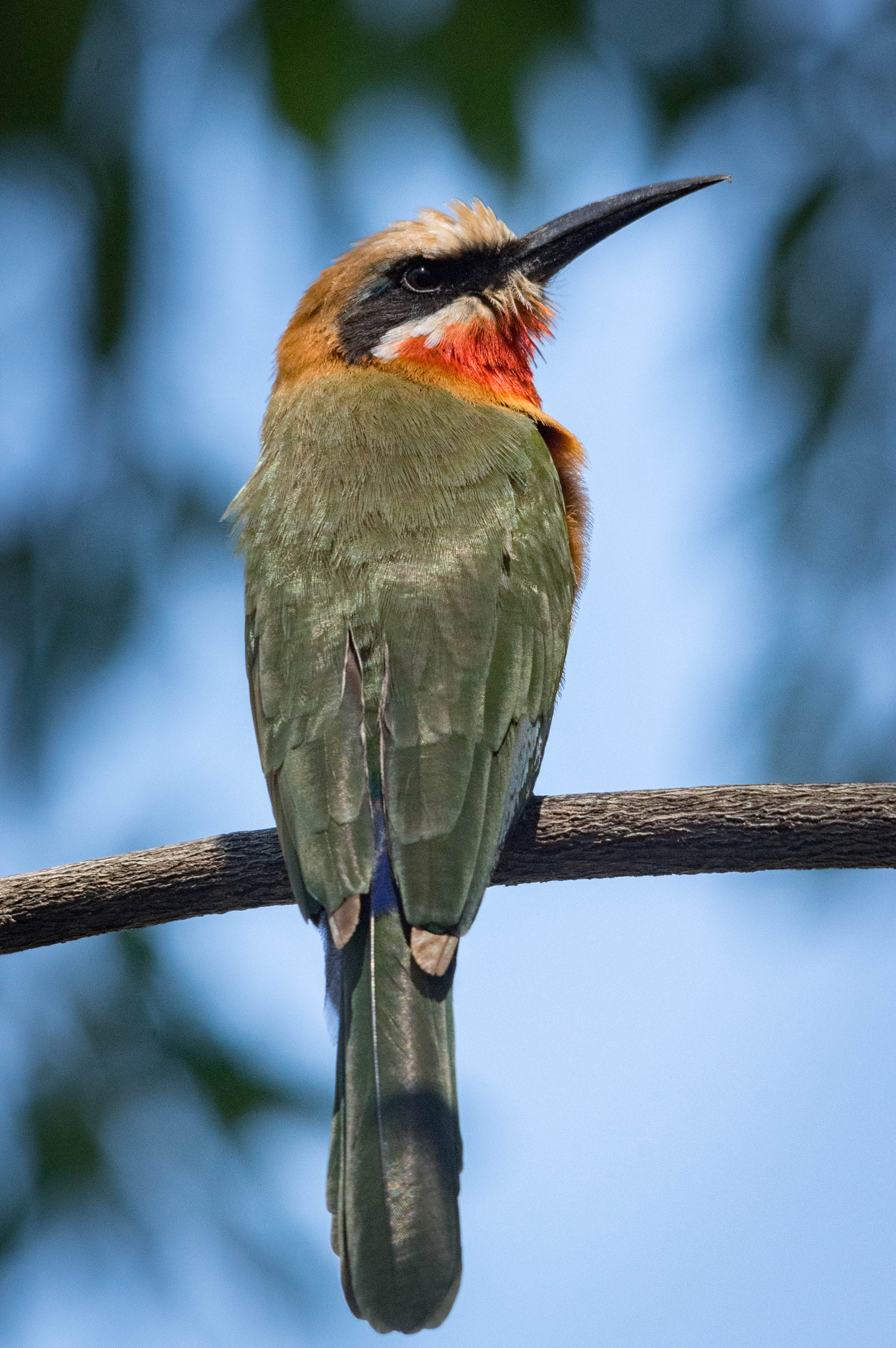 Sigma 70-200mm F2.8 EX DG Macro HSM II sample photo. White-fronted bee-eater photography