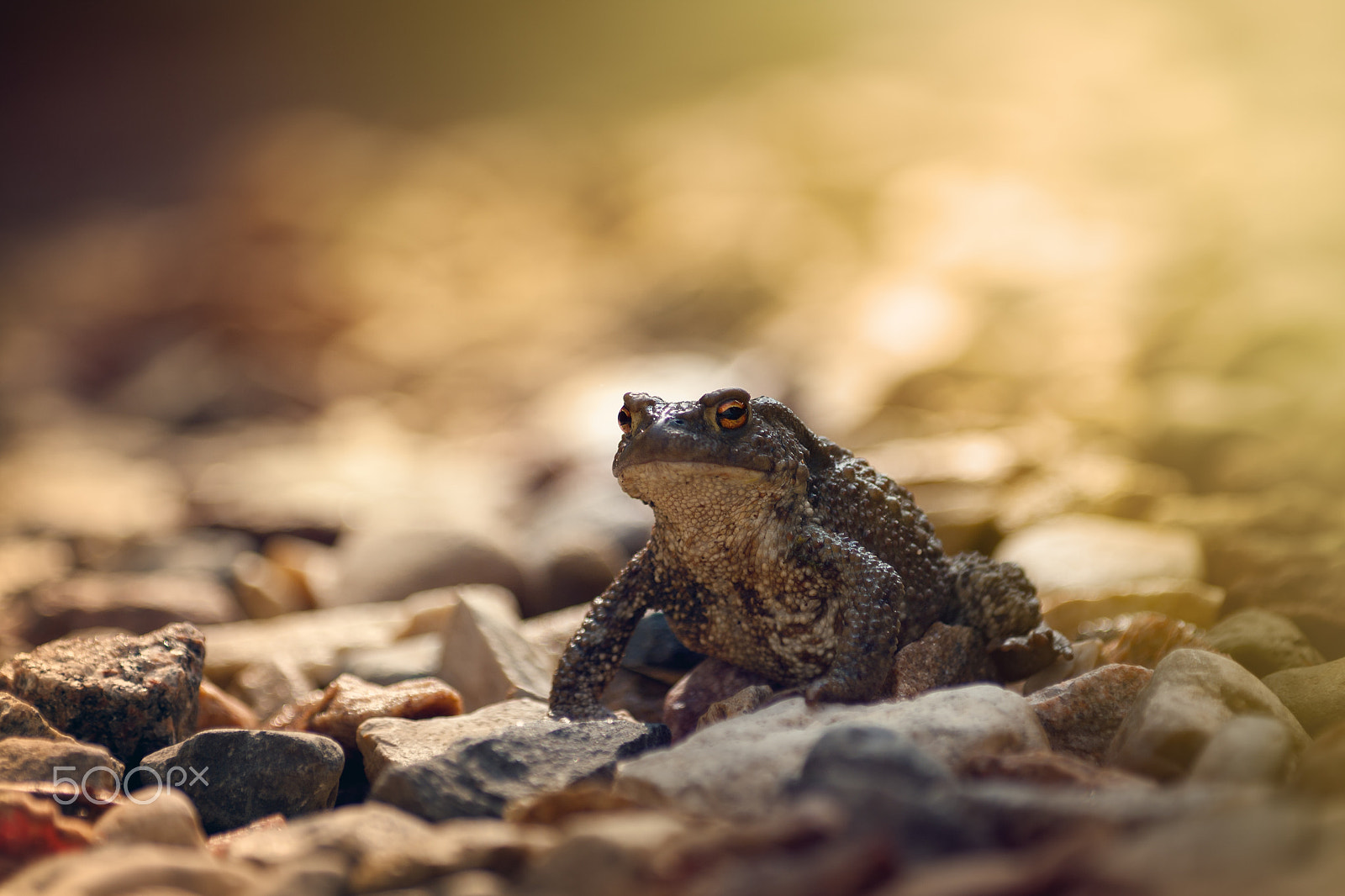 Canon EOS 40D + Canon EF 80-200mm f/2.8L sample photo. Princess frog at sunset. photography