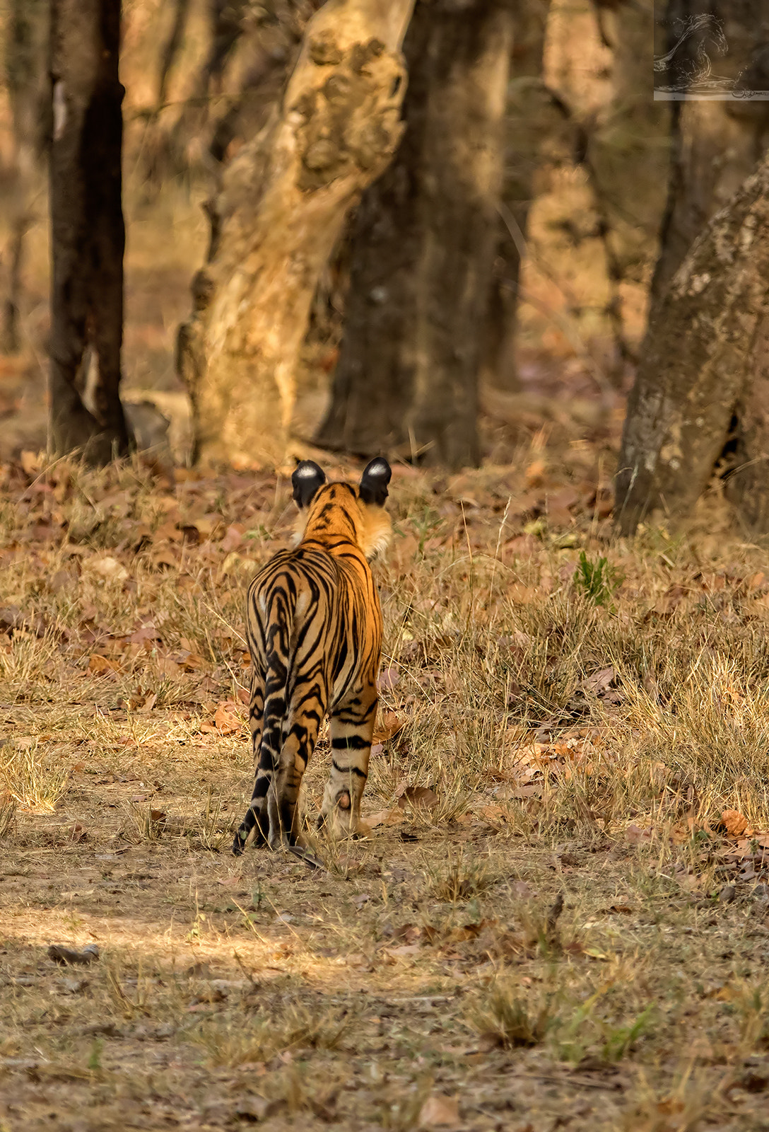 Canon EF 300mm F2.8L IS USM sample photo. Bandhavgarh 031 photography