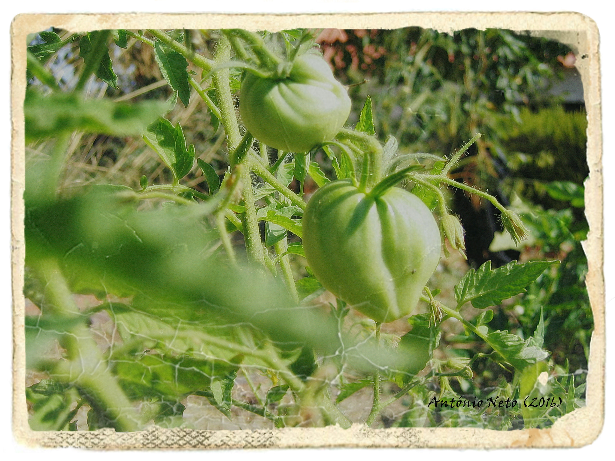 Canon POWERSHOT S50 sample photo. My tomatoes photography