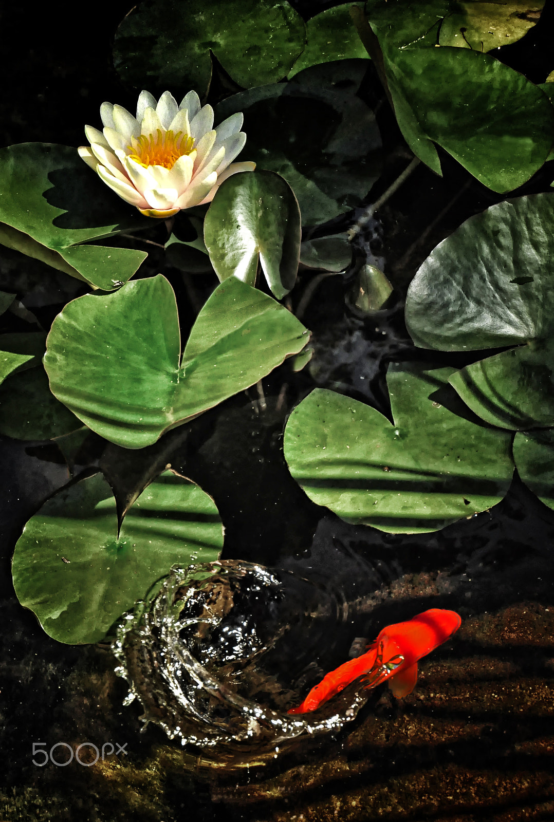 Sigma 18-250mm F3.5-6.3 DC OS HSM sample photo. Splash! photography