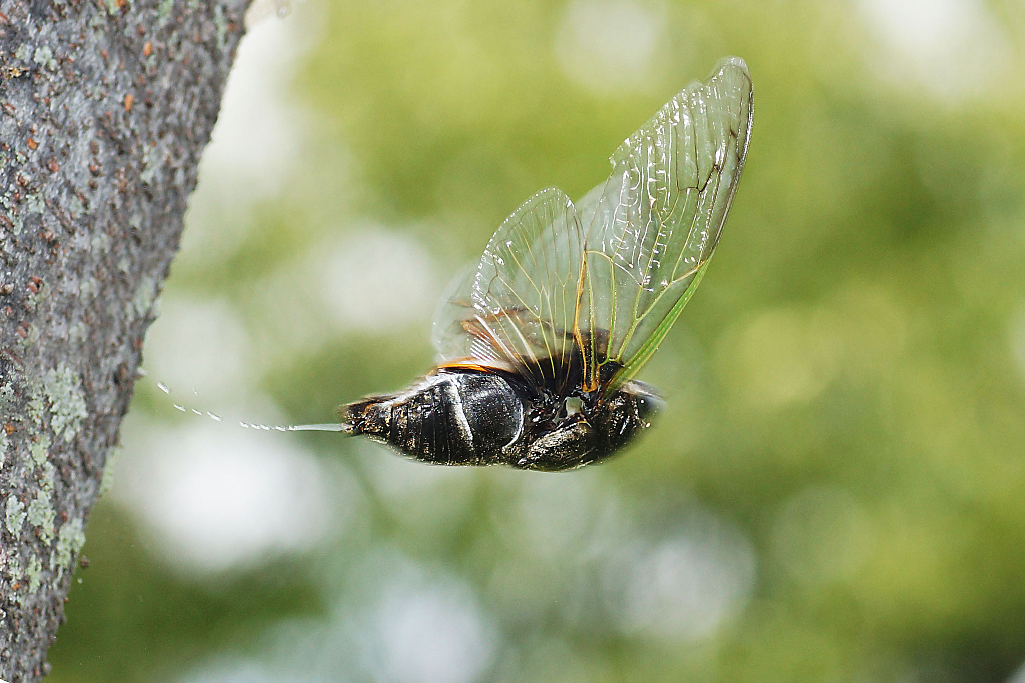 Sony SLT-A77 + Minolta AF 100mm F2.8 Macro [New] sample photo. Flying cicada photography