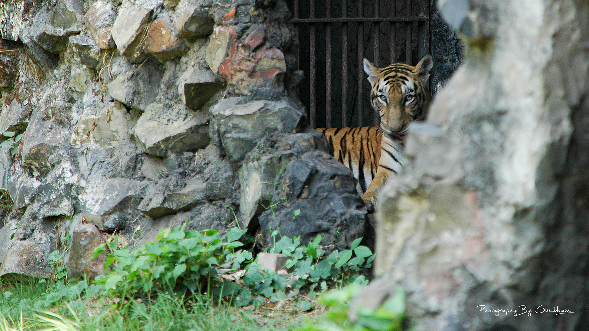 Nikon D70s sample photo. Royal bengal tiger photography