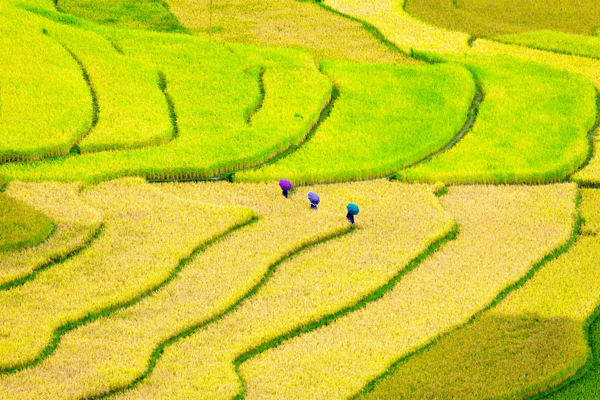 Canon EF 70-200mm F2.8L IS USM sample photo. Shimmering colors mu cang chai photography