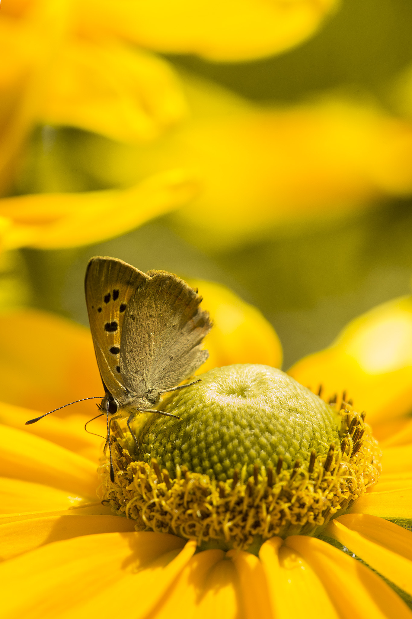 Sony a99 II + Minolta AF 100mm F2.8 Macro [New] sample photo. Tout jaune photography