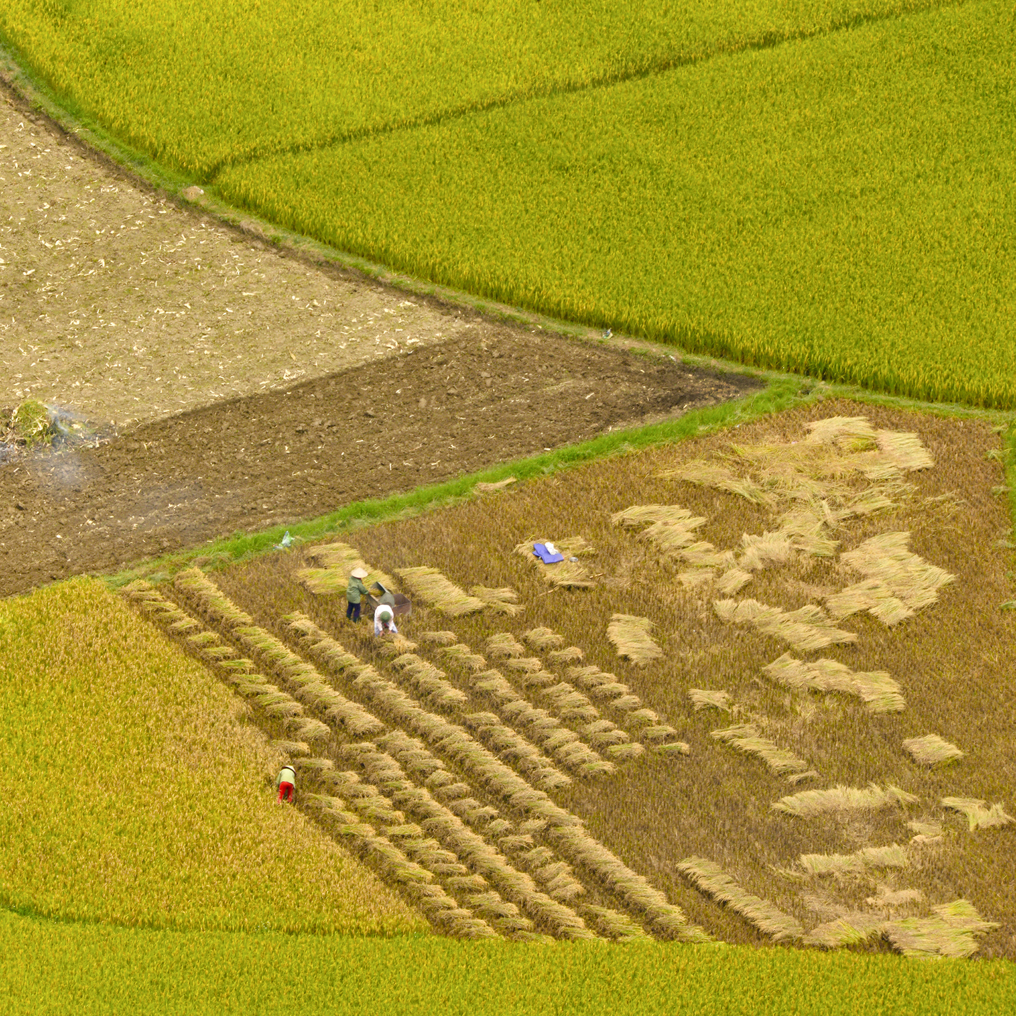 Sigma 150-600mm F5-6.3 DG OS HSM | S sample photo. The harvest. photography