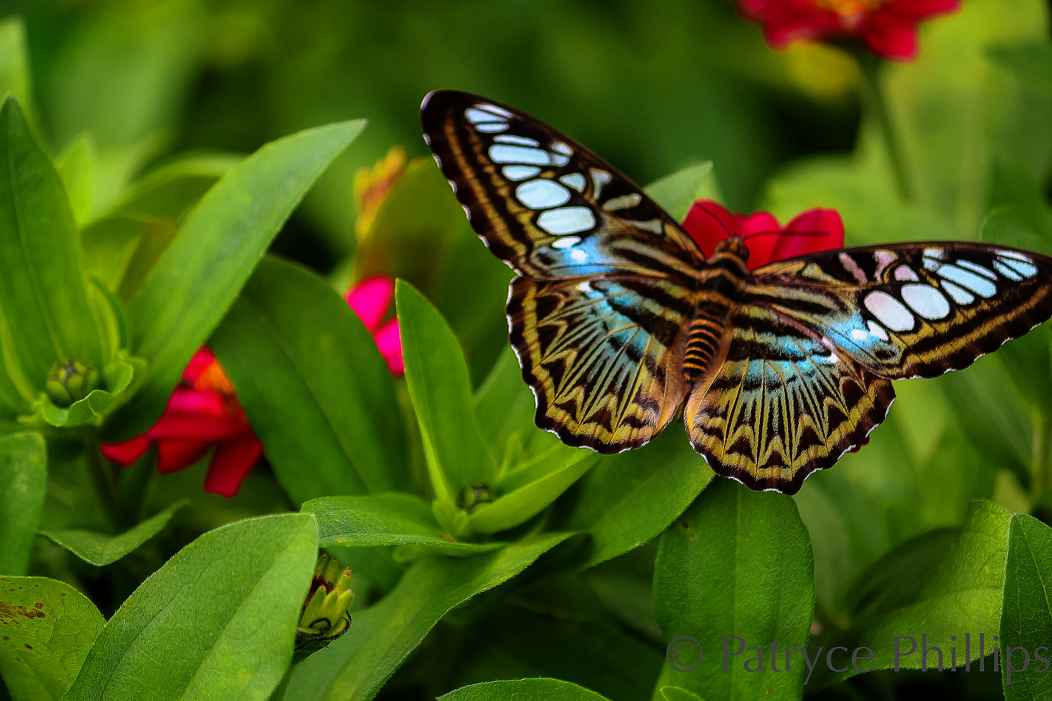 Canon EOS 650D (EOS Rebel T4i / EOS Kiss X6i) sample photo. The need to fly photography
