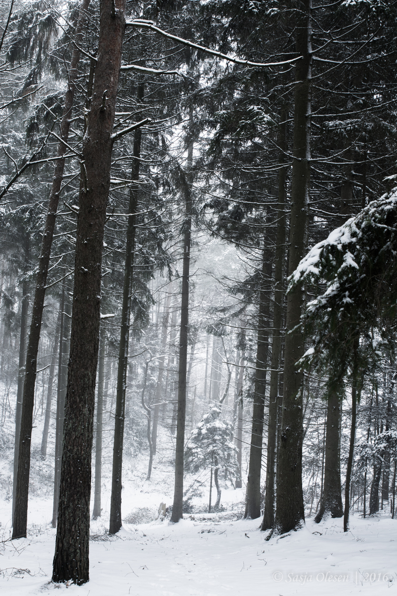 Nikon D5200 + Tamron SP 24-70mm F2.8 Di VC USD sample photo. Winter forest photography