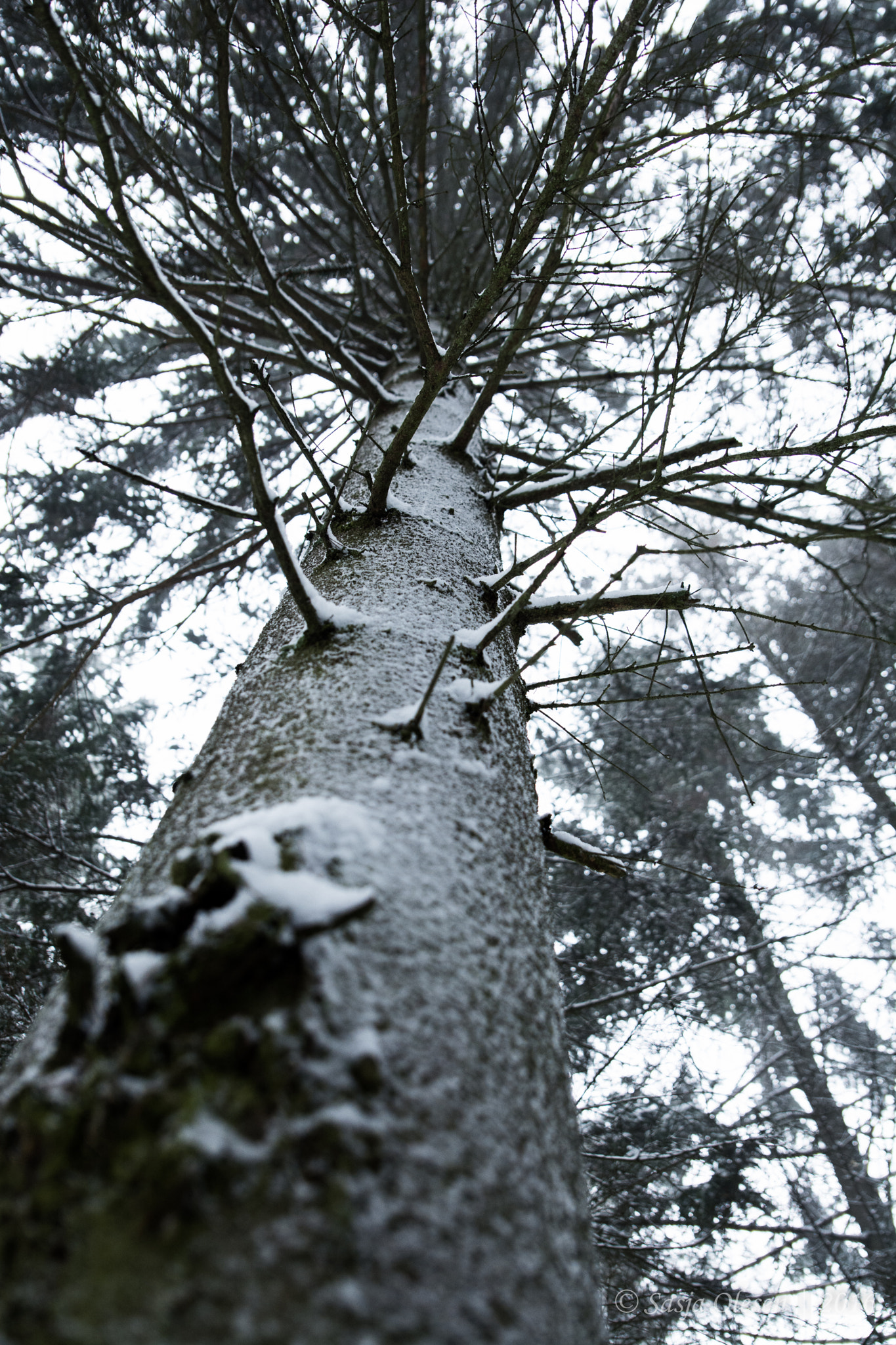 Tamron SP 24-70mm F2.8 Di VC USD sample photo. Winter forest photography