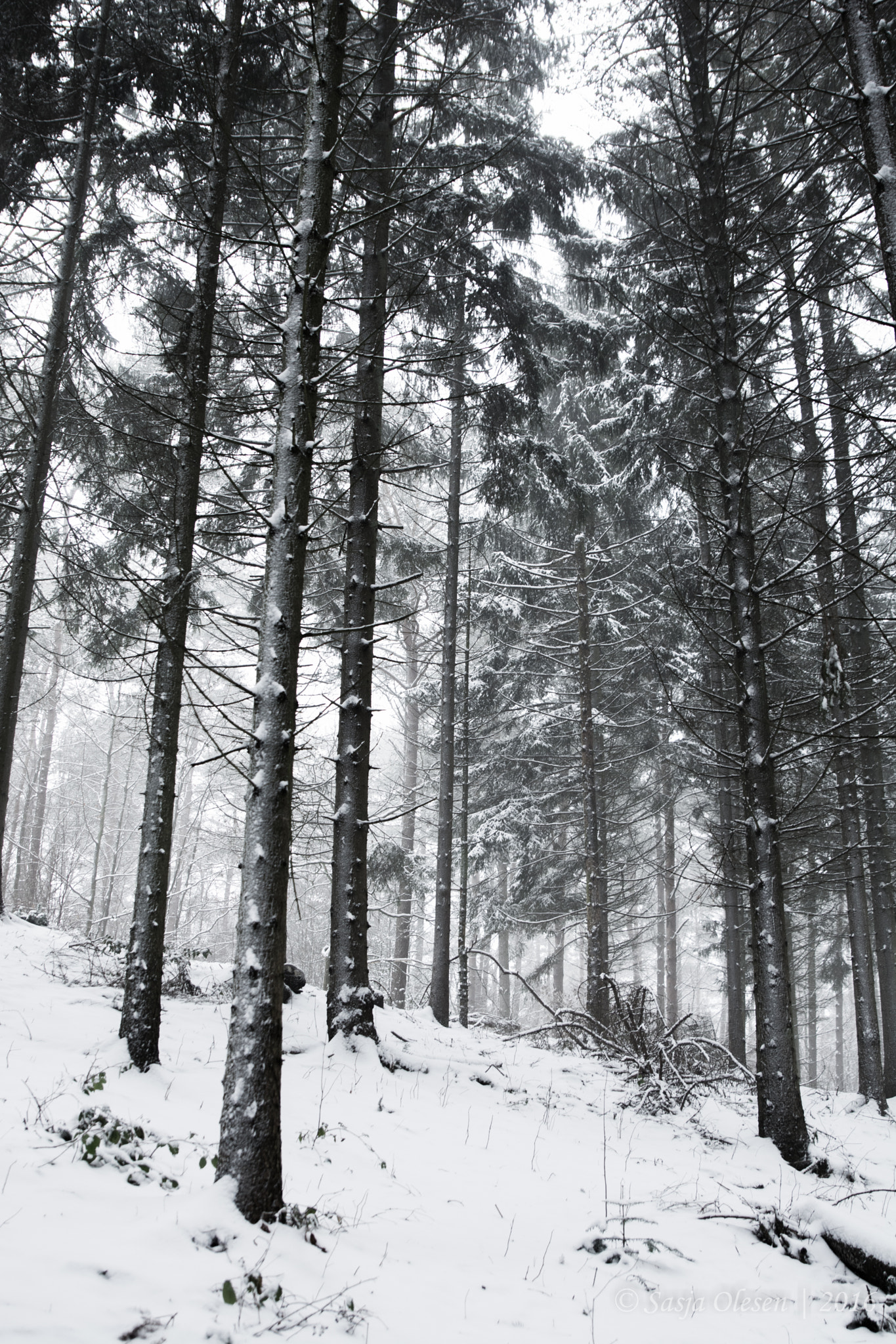 Nikon D5200 + Tamron SP 24-70mm F2.8 Di VC USD sample photo. Winter forest photography