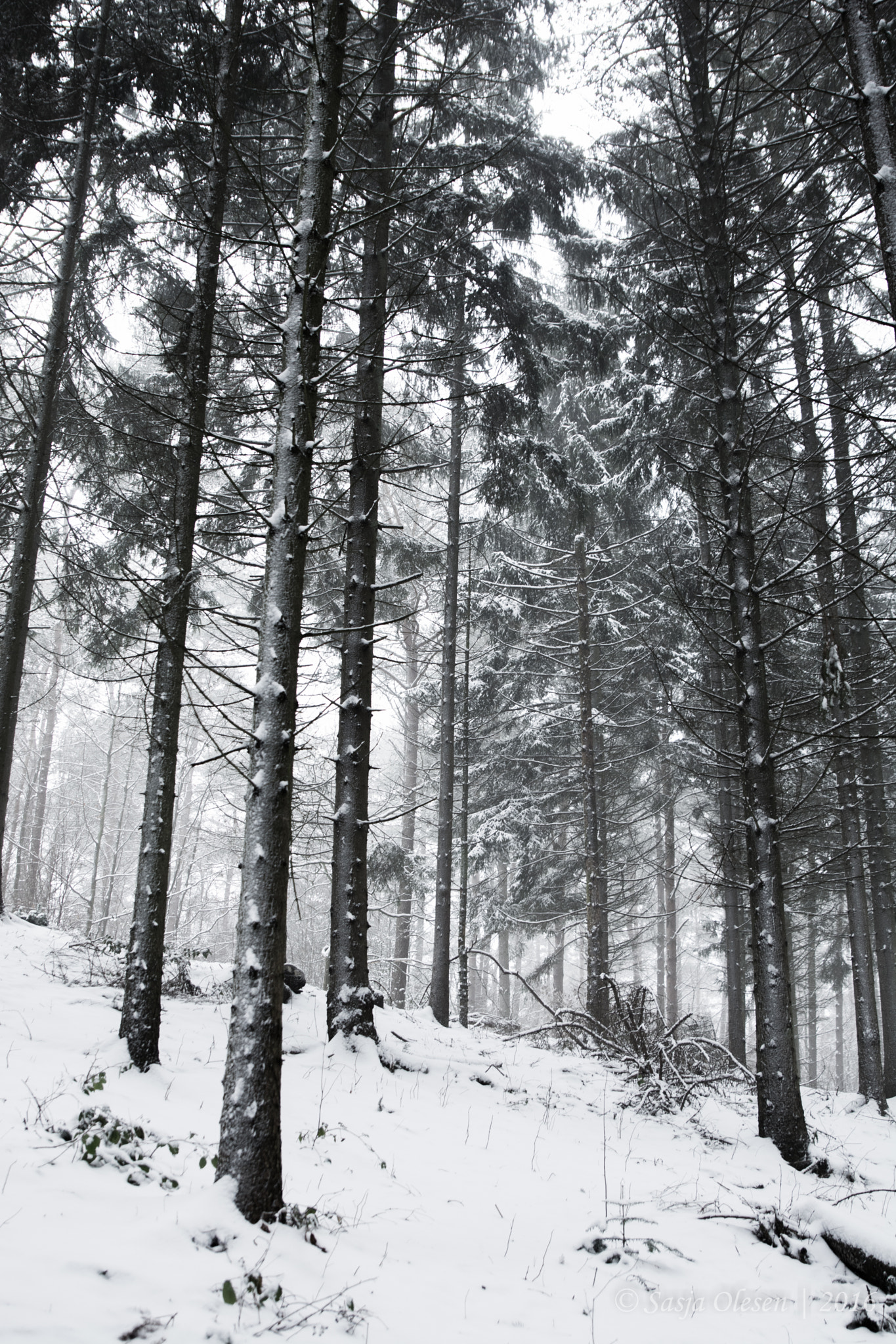 Tamron SP 24-70mm F2.8 Di VC USD sample photo. Winter forest photography