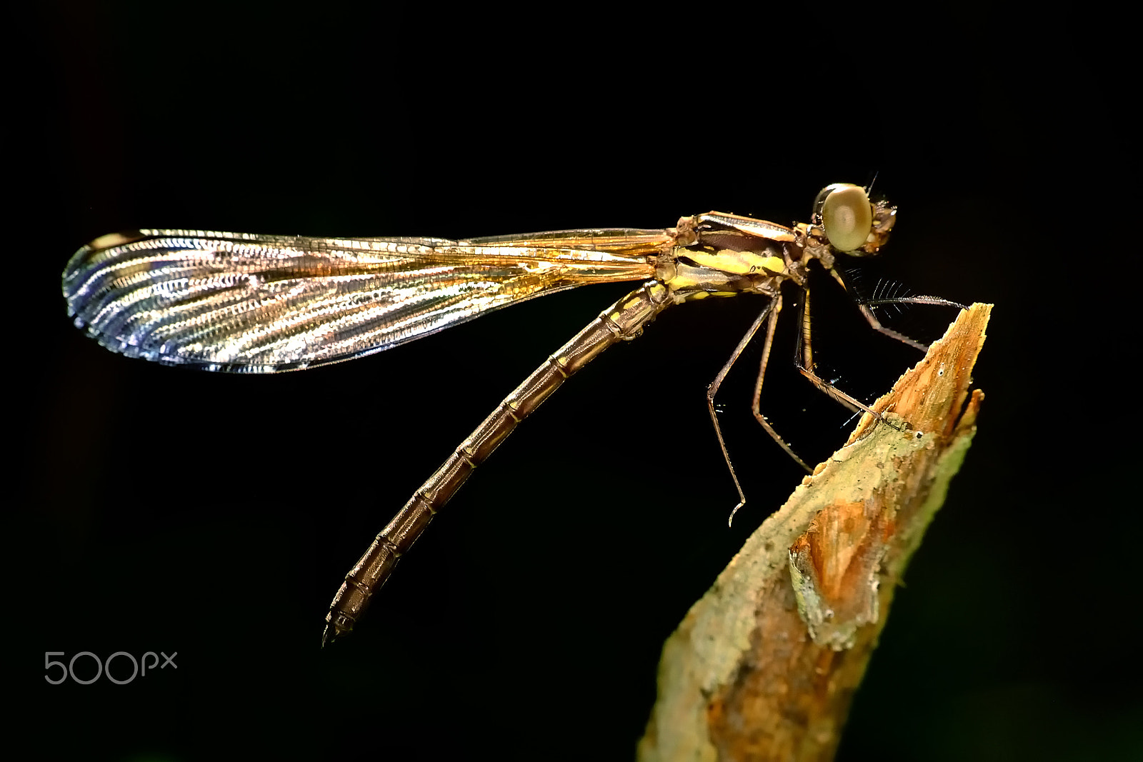 Fujifilm X-M1 + Fujifilm XC 50-230mm F4.5-6.7 OIS II sample photo. Damselfly with black background photography