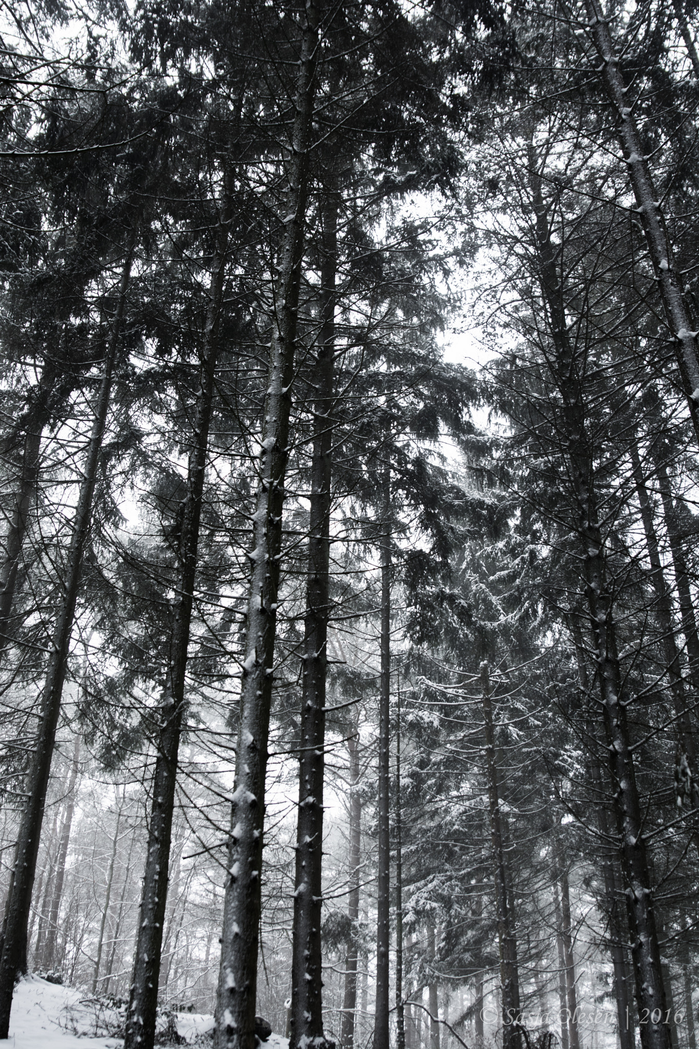 Tamron SP 24-70mm F2.8 Di VC USD sample photo. Winter forest photography