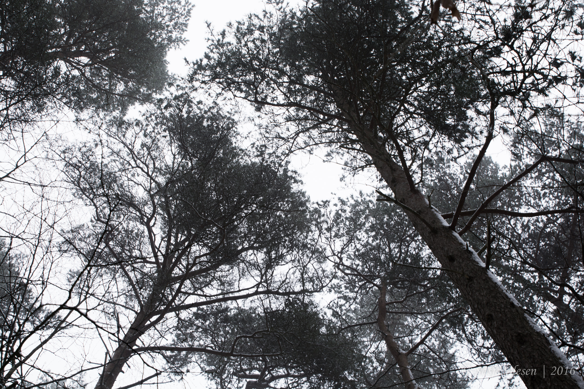Tamron SP 24-70mm F2.8 Di VC USD sample photo. Winter forest photography