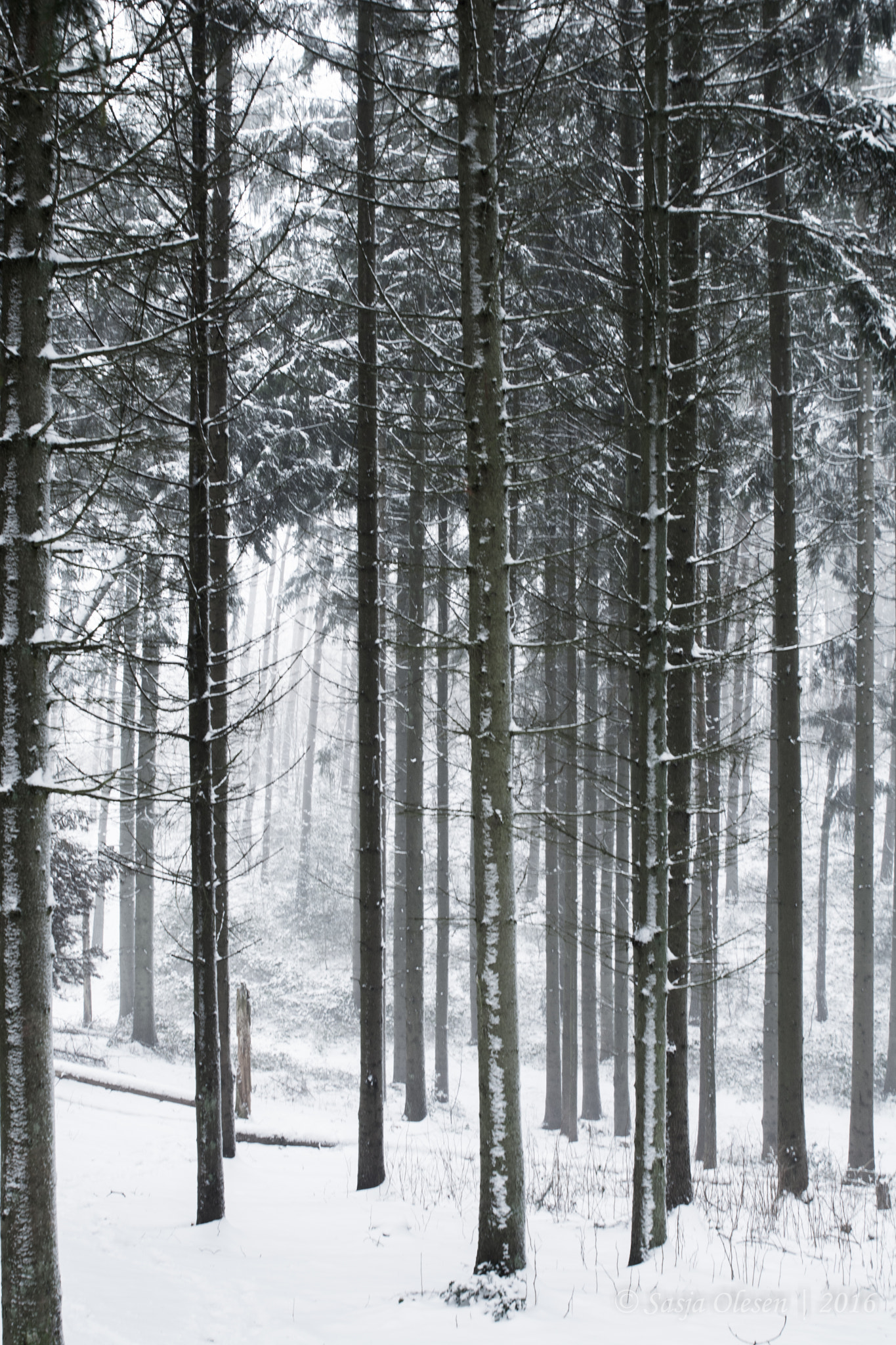 Tamron SP 24-70mm F2.8 Di VC USD sample photo. Winter forest photography