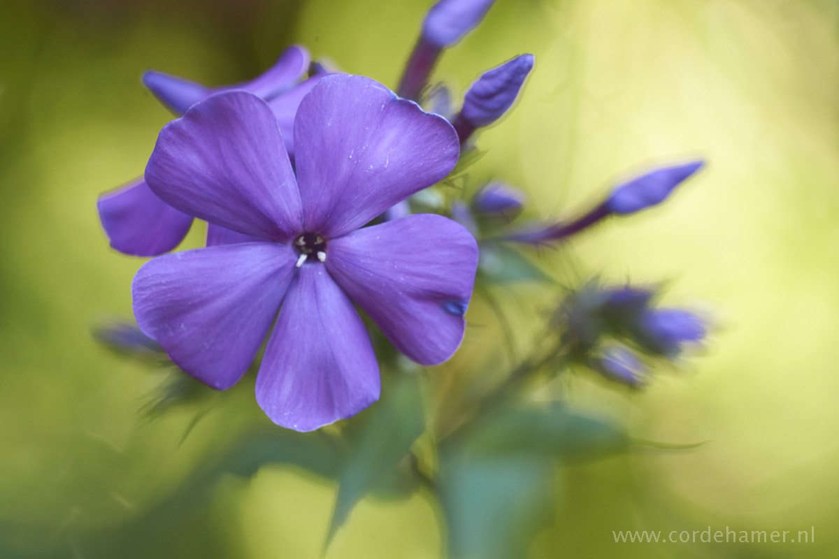 Sony SLT-A77 + Tamron SP AF 90mm F2.8 Di Macro sample photo. Phlox photography