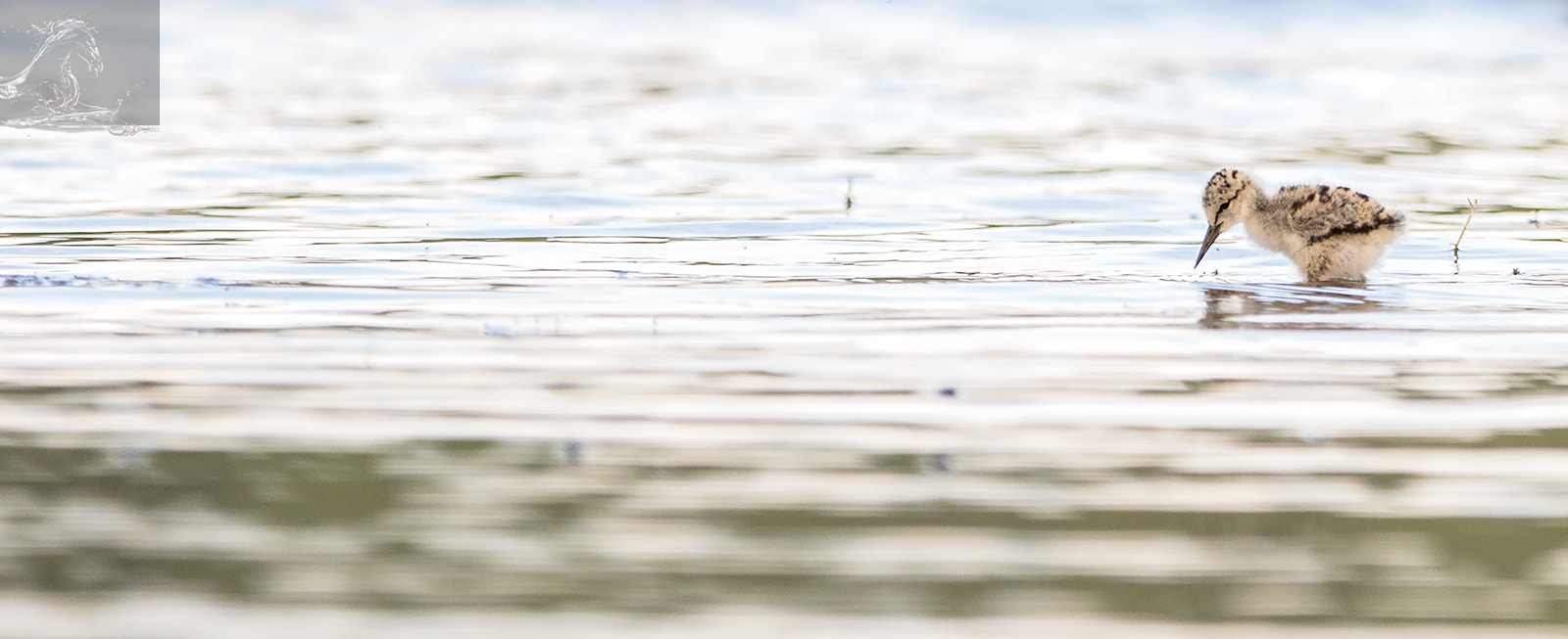 Canon EF 300mm F2.8L IS USM sample photo. Pied stilt 23 photography