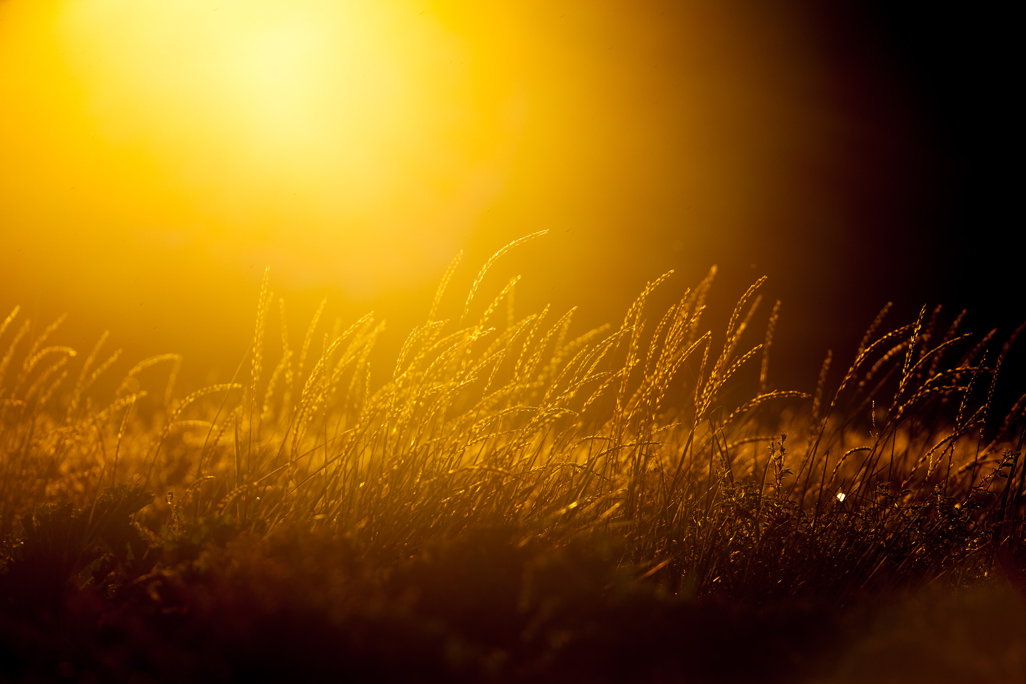 Canon EF 300mm F2.8L IS USM sample photo. Golden moment photography