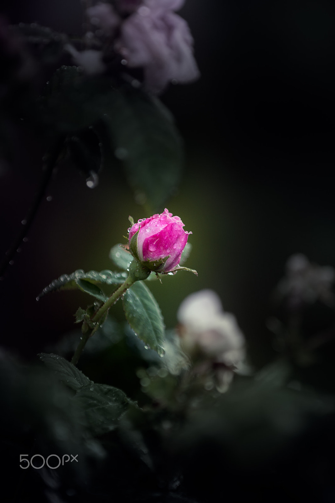 Canon EOS 40D + Canon EF 80-200mm f/2.8L sample photo. Melancholy. photography
