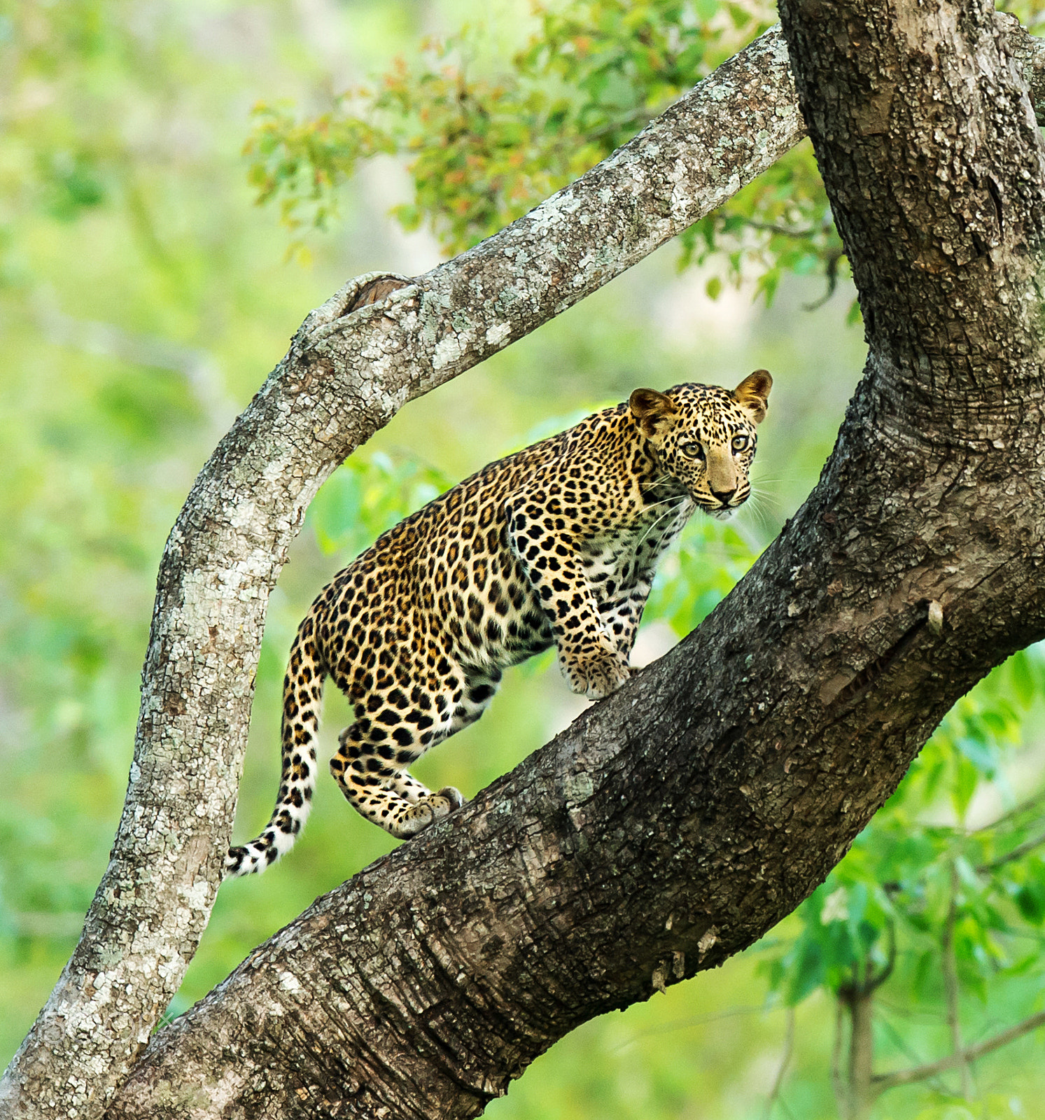 Nikon AF-S Nikkor 600mm F4E FL ED VR sample photo. Leopard cub photography