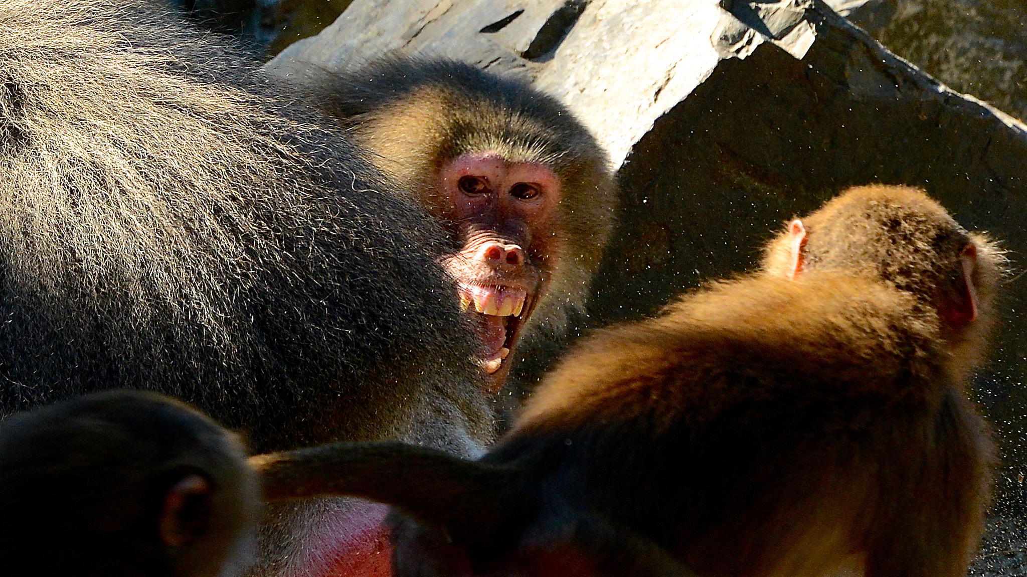 Nikon D800 + Sigma 50-500mm F4.5-6.3 DG OS HSM sample photo. Angry monkey photography