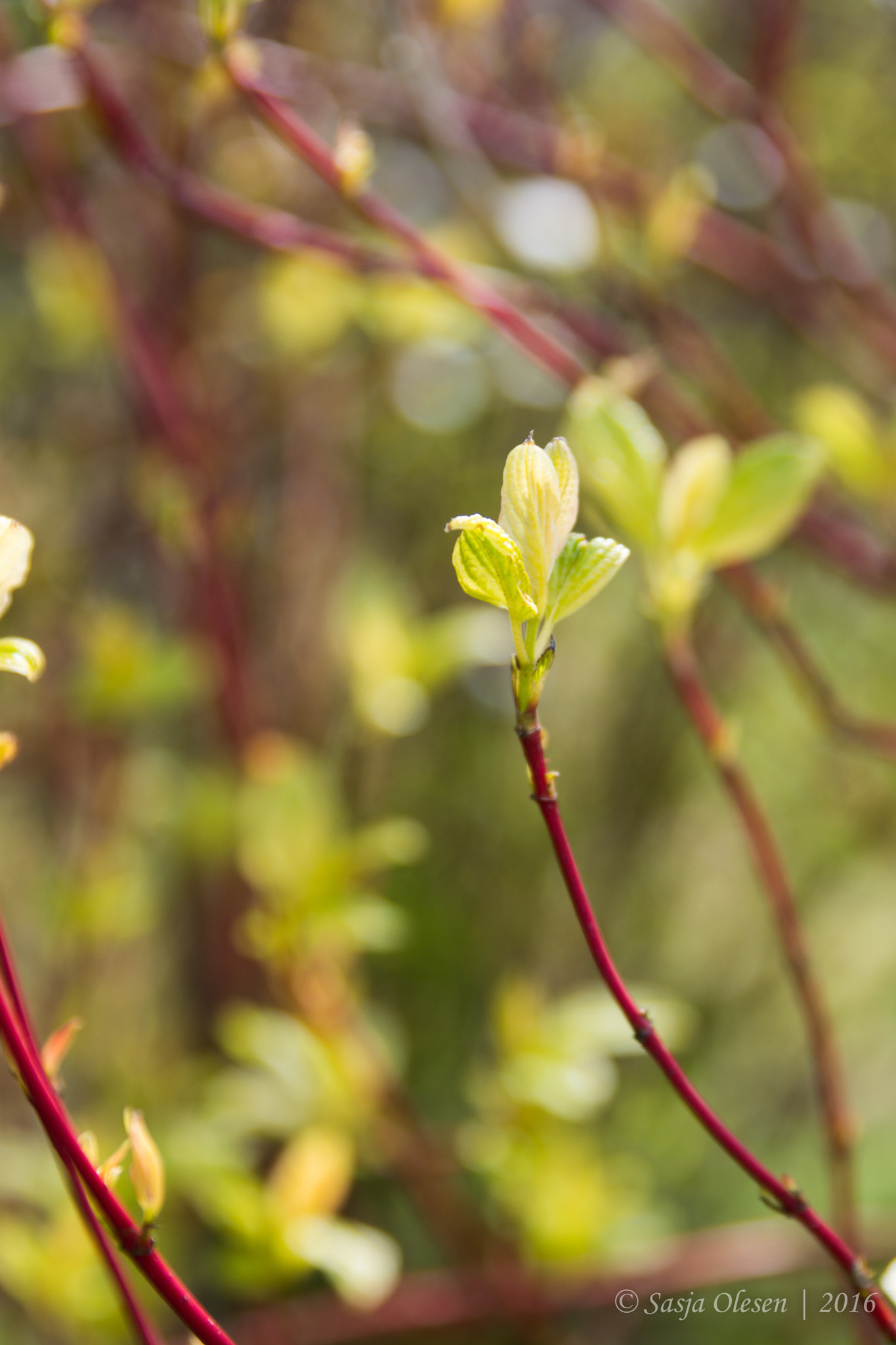 Tamron SP 24-70mm F2.8 Di VC USD sample photo. Spring photography